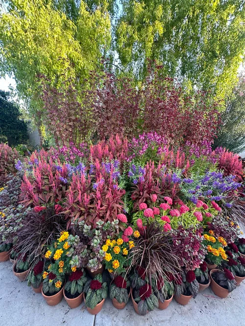 Creating a Fall Garden in a Warm Climate