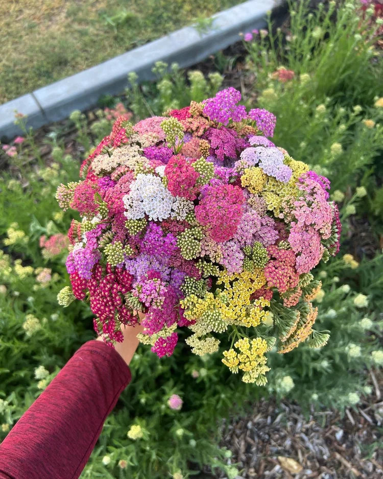 Yarrow