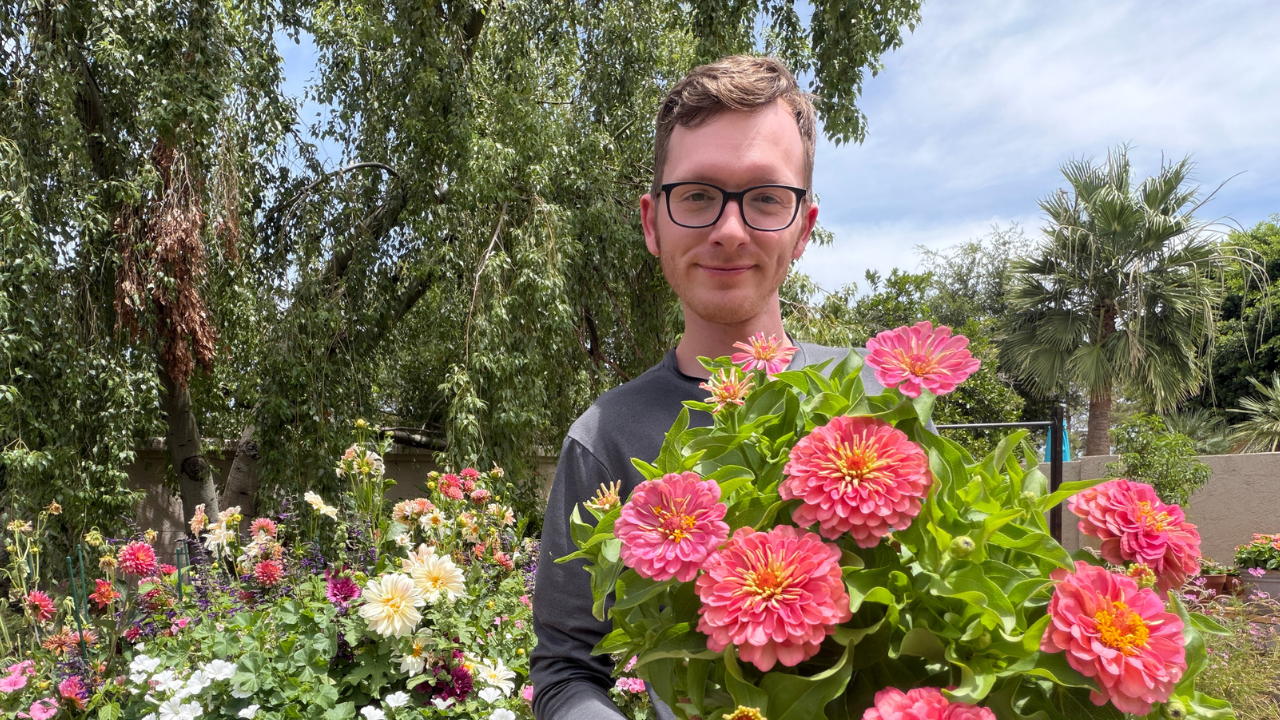 Dwarf zinnias - Everything you need to know