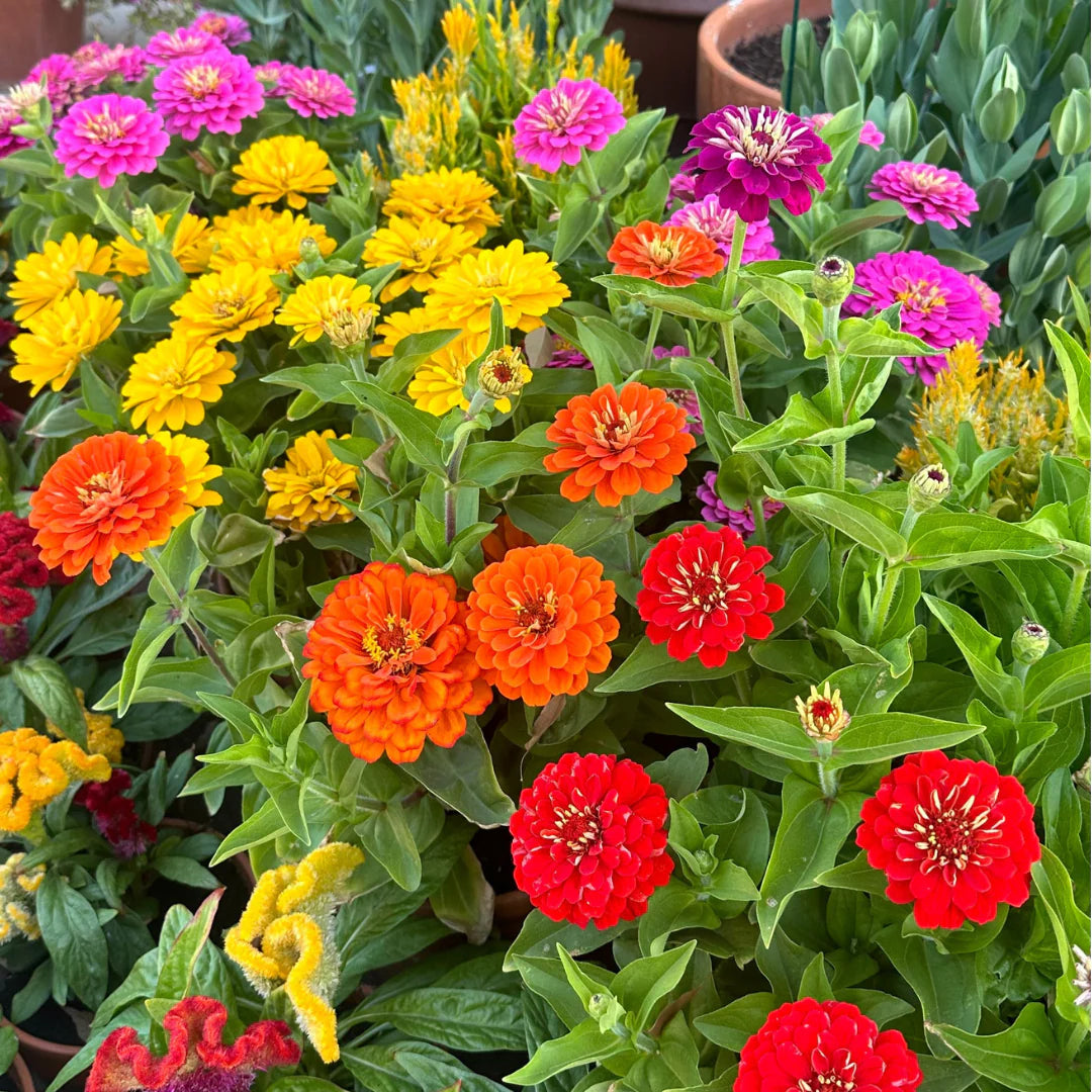 Zinnias