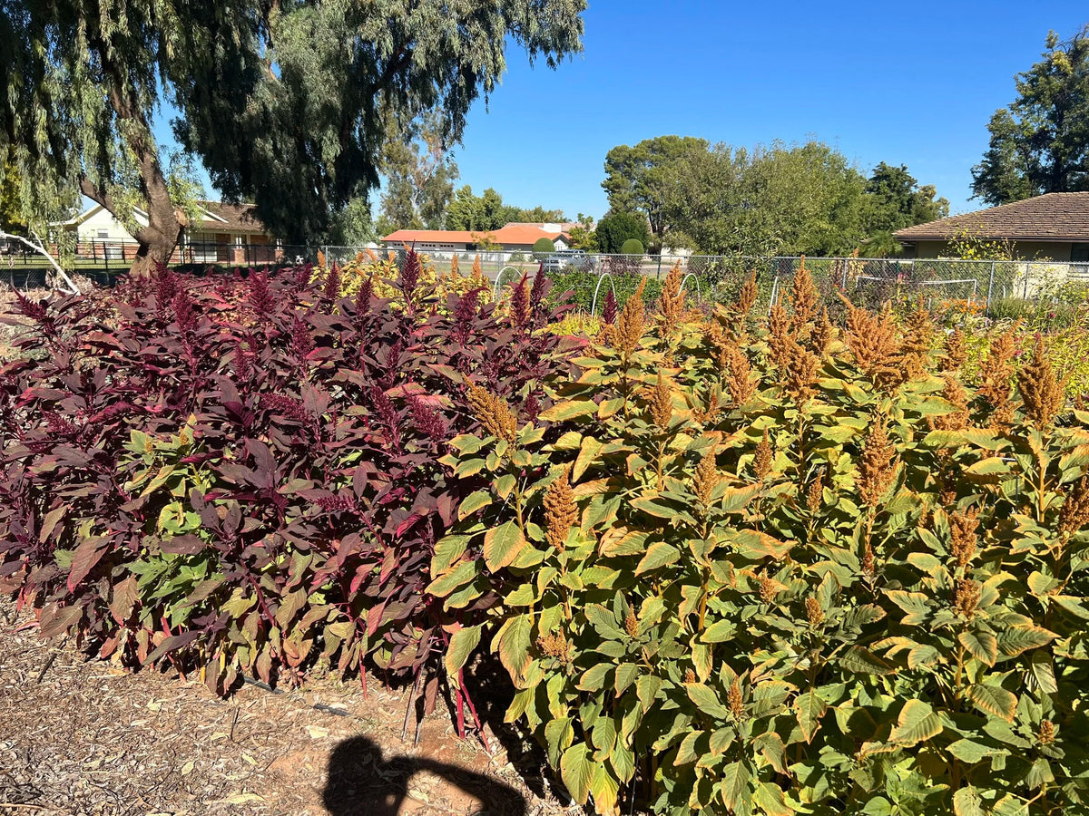 Amaranth Seeds