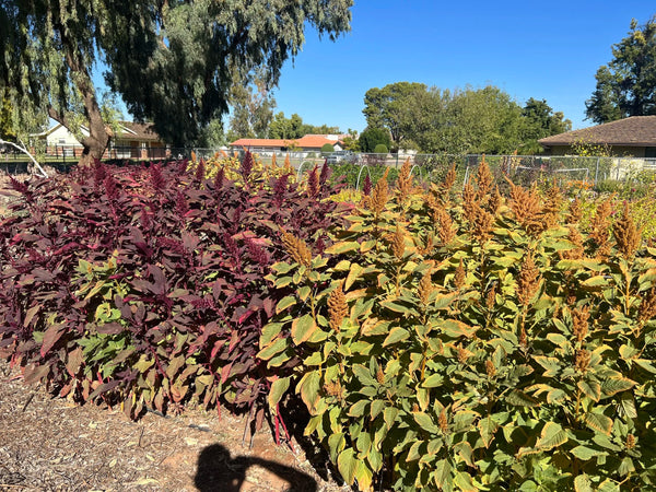 Amaranth Seeds