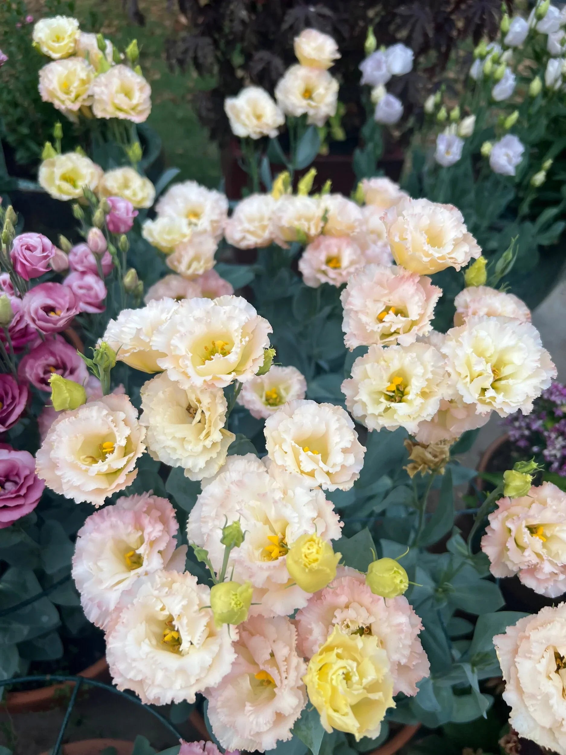 Seedlings