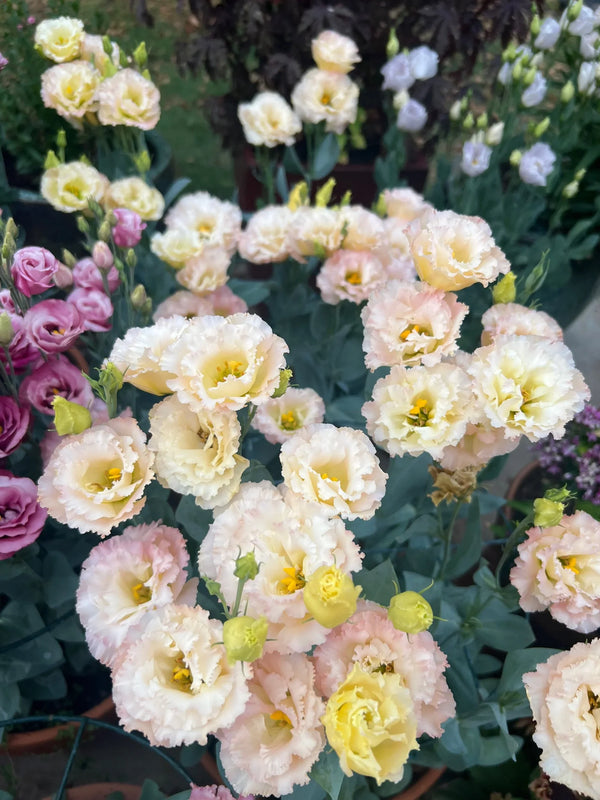 Seedlings