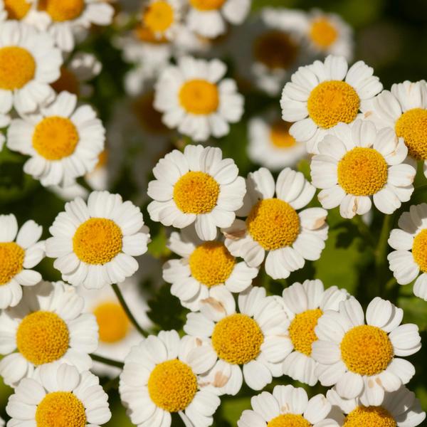 Feverfew