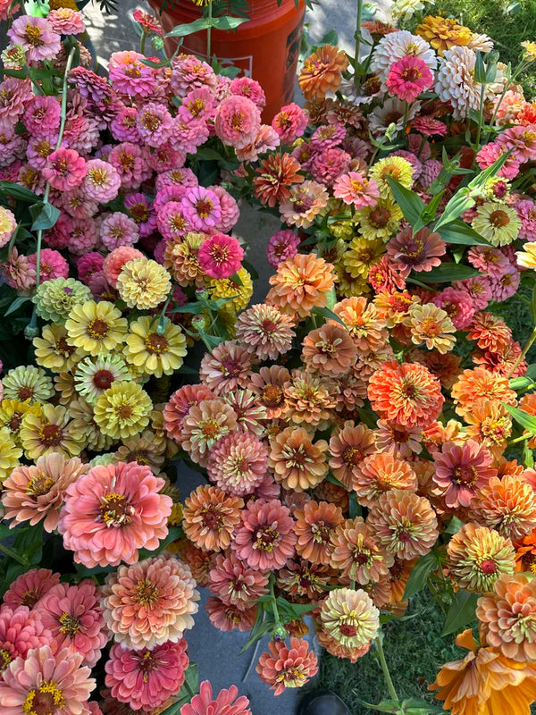 Zinnia Seeds