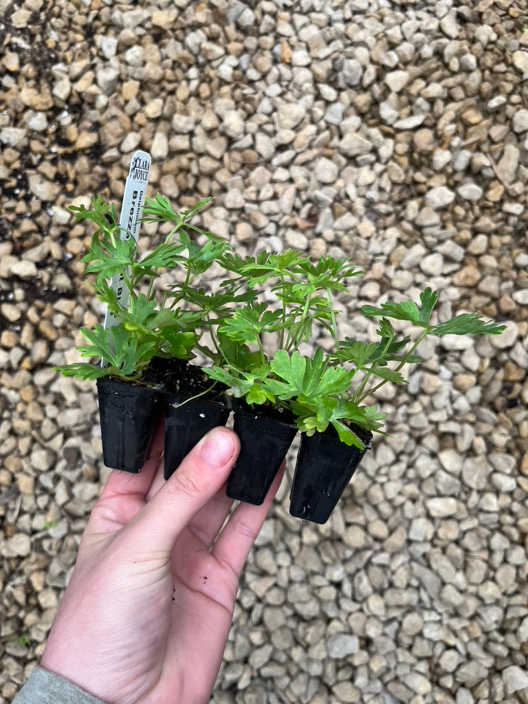 All Seedlings available for fall pre orders