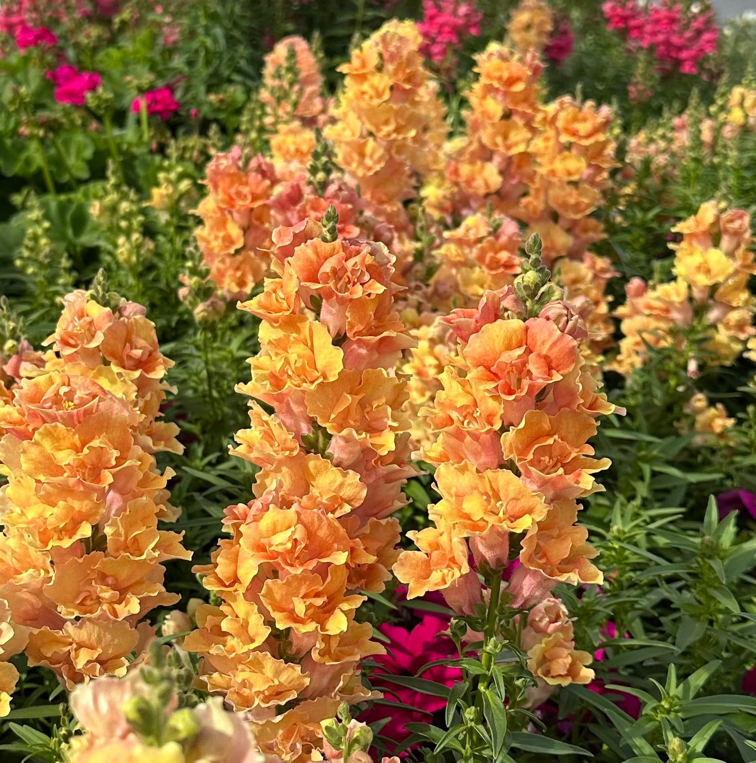 snapdragon seeds