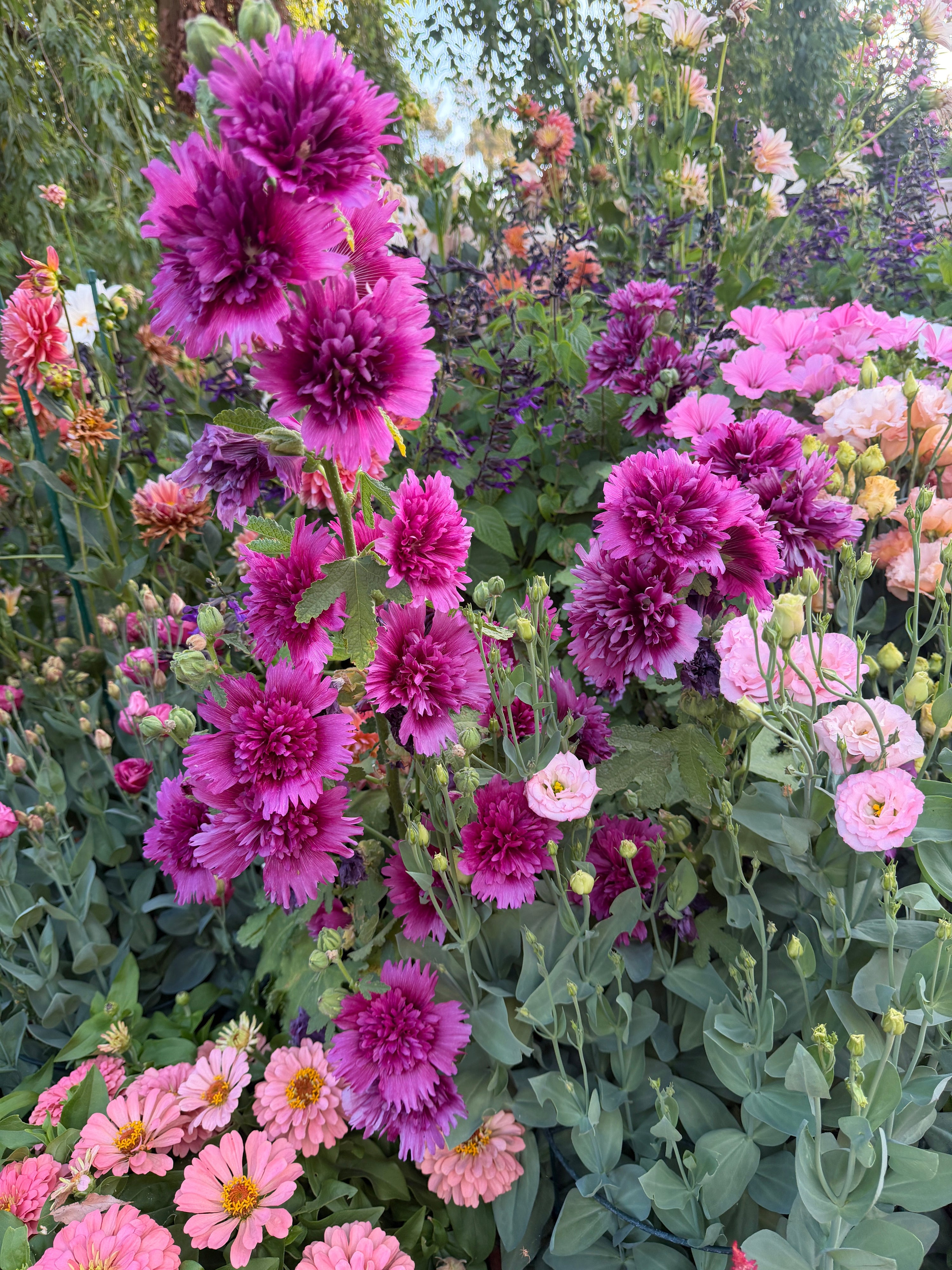 Hollyhock seeds