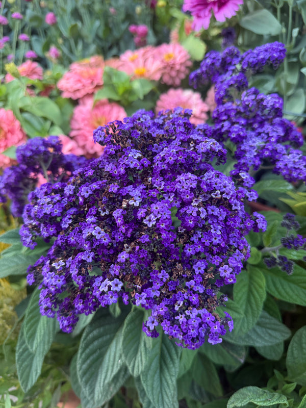 Heliotrope seeds