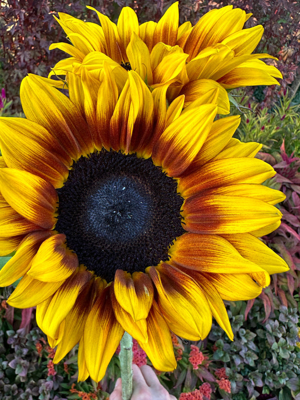 Sunflower Seeds