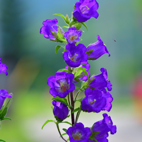Campanula