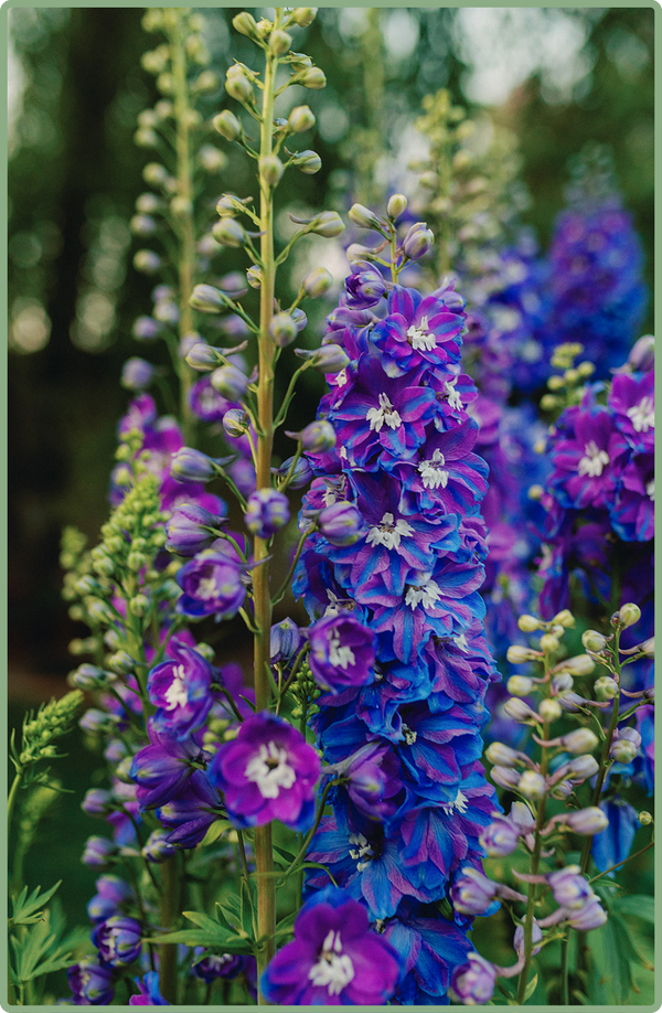 Delphiniums