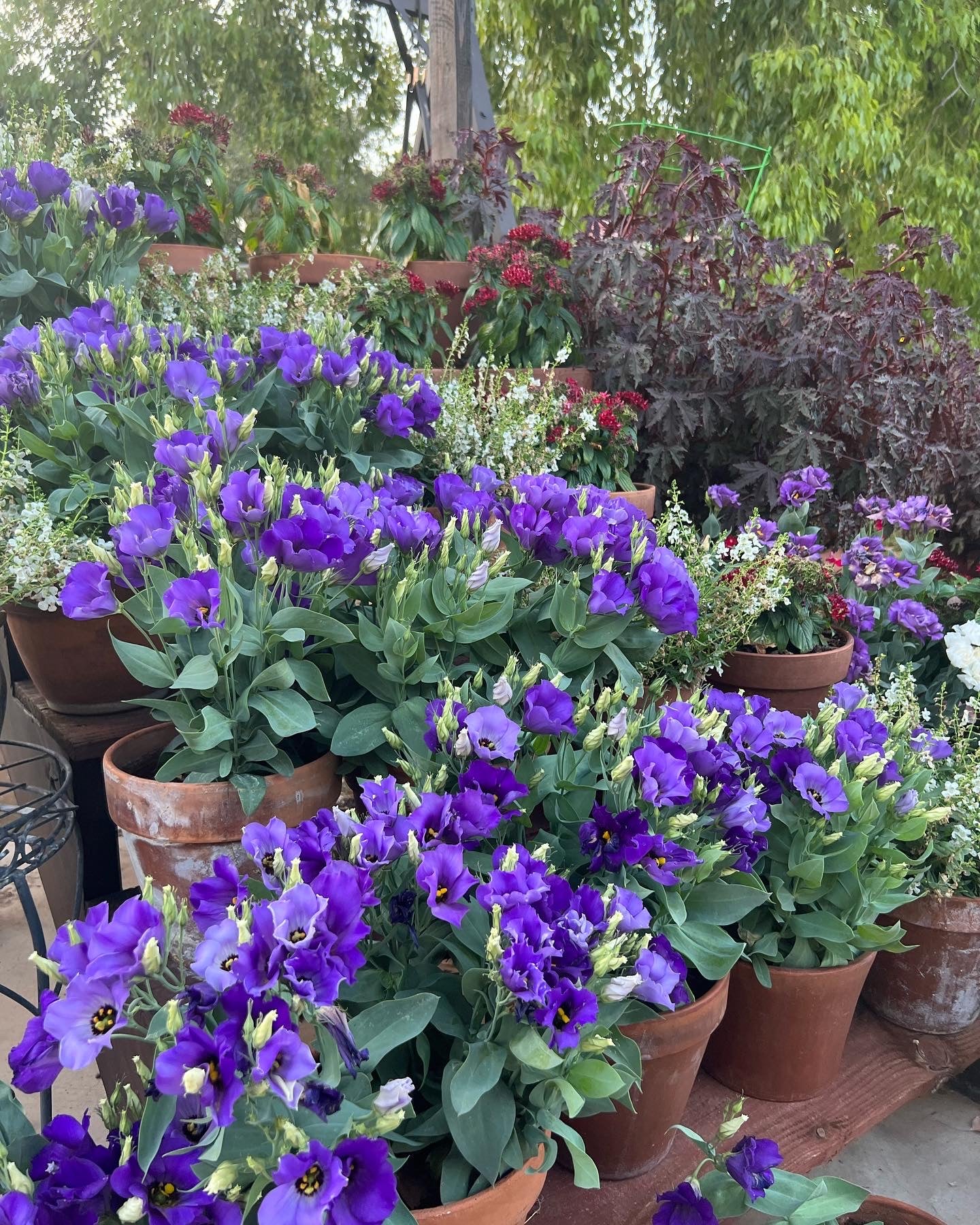 Florida Blue Lisianthus plugs
