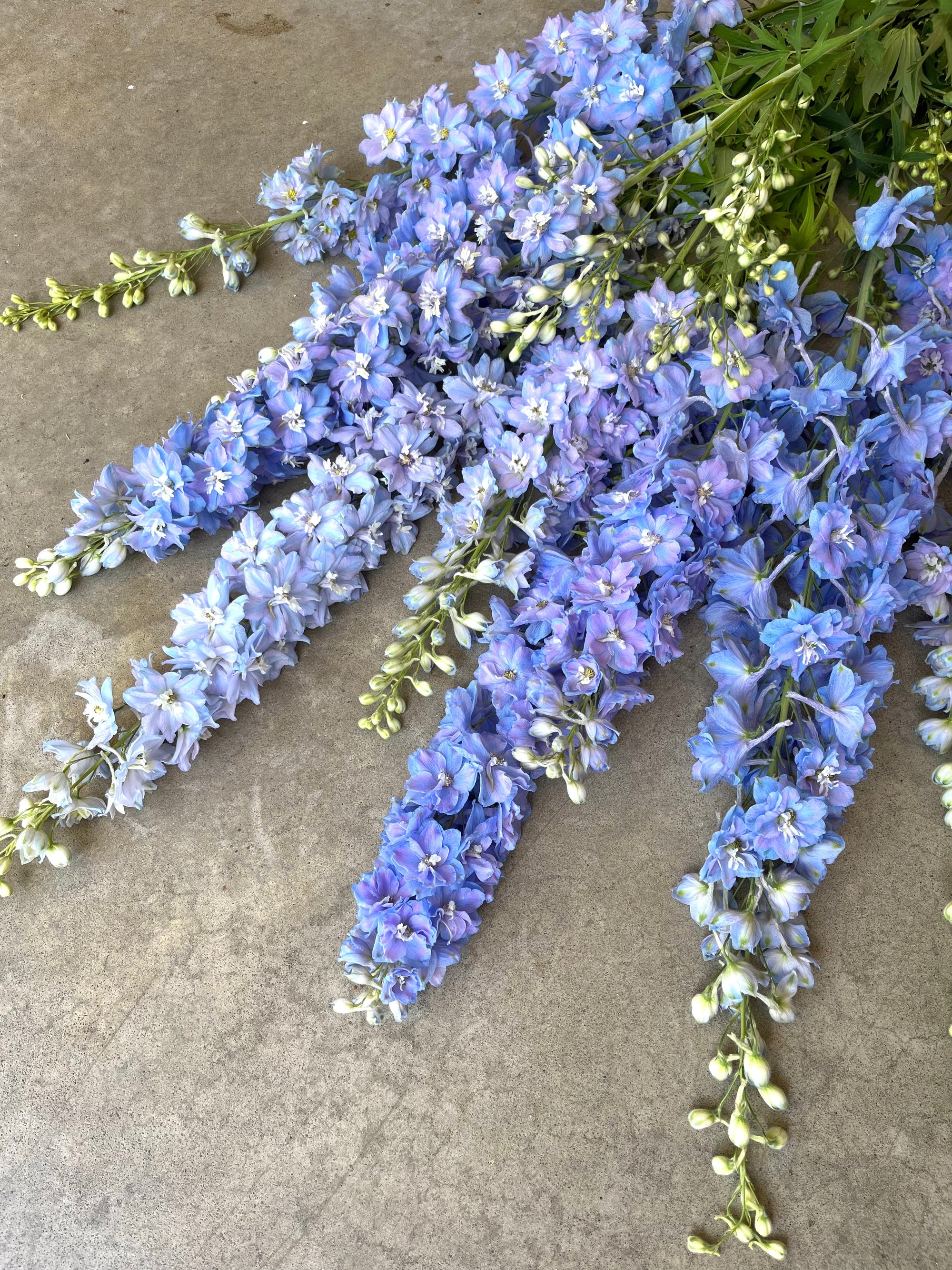 Delphinium 'Guardian Lavender' plugs