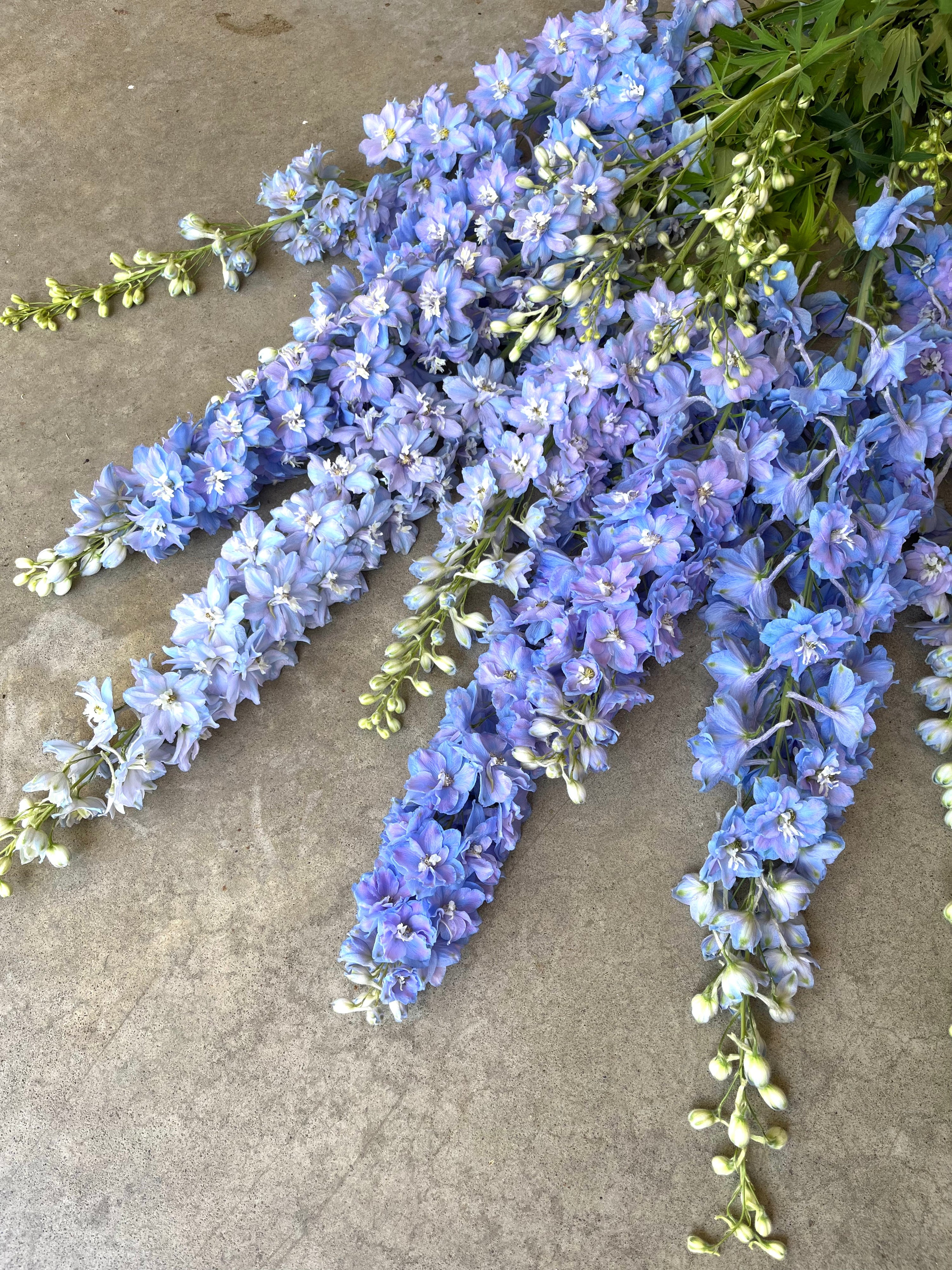 Delphinium 'Guardian Lavender' plugs