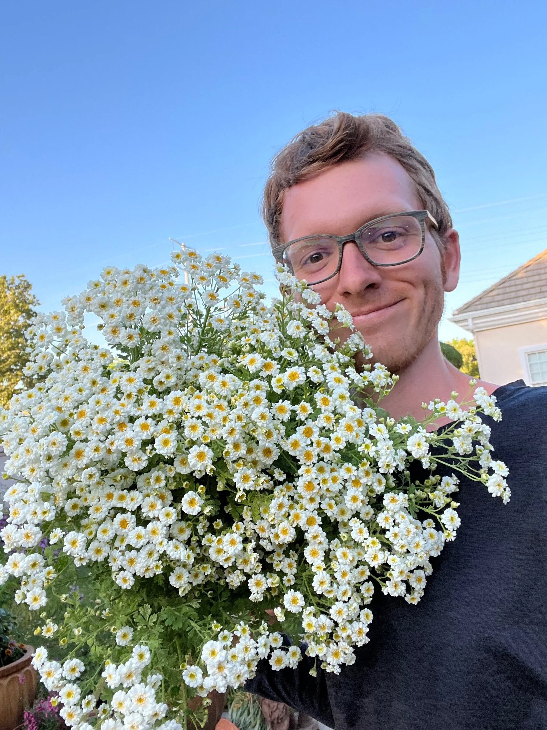 Feverfew Tetra white
