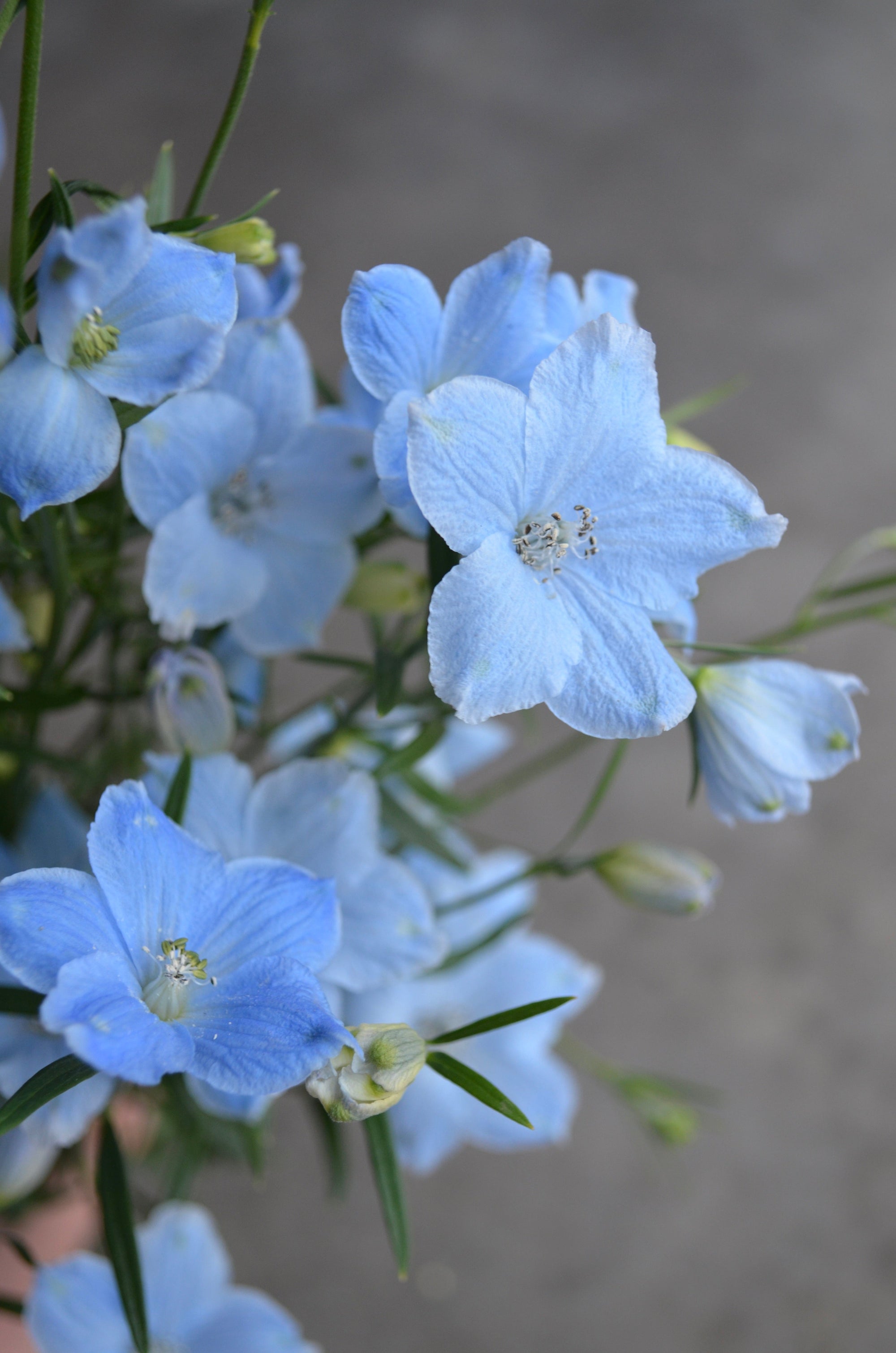 Delphinium 'Brezza Light Blue' plugs
