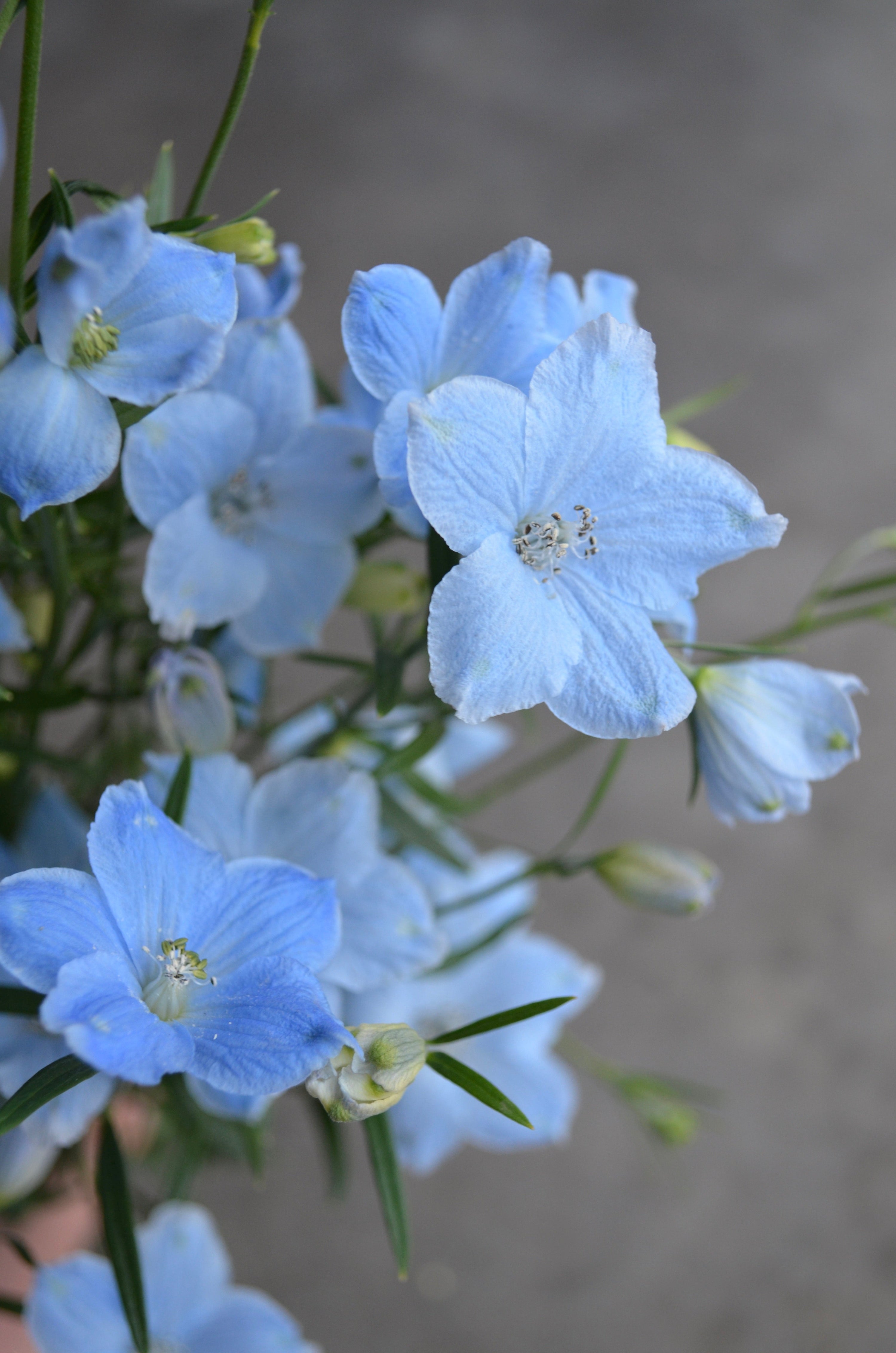 Delphinium 'Brezza Light Blue' plugs