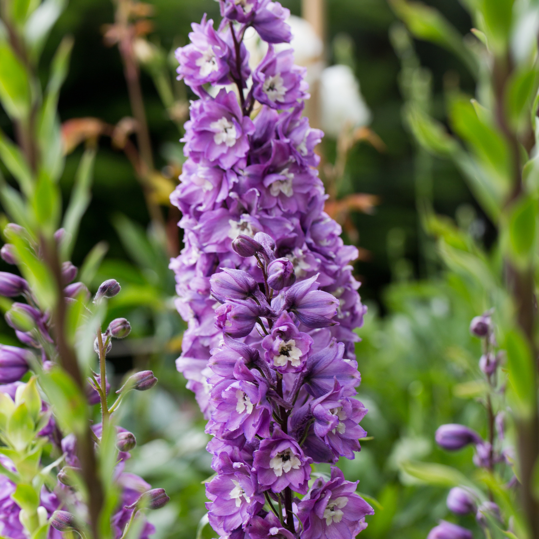Delphinium Magic Fountains Lavender