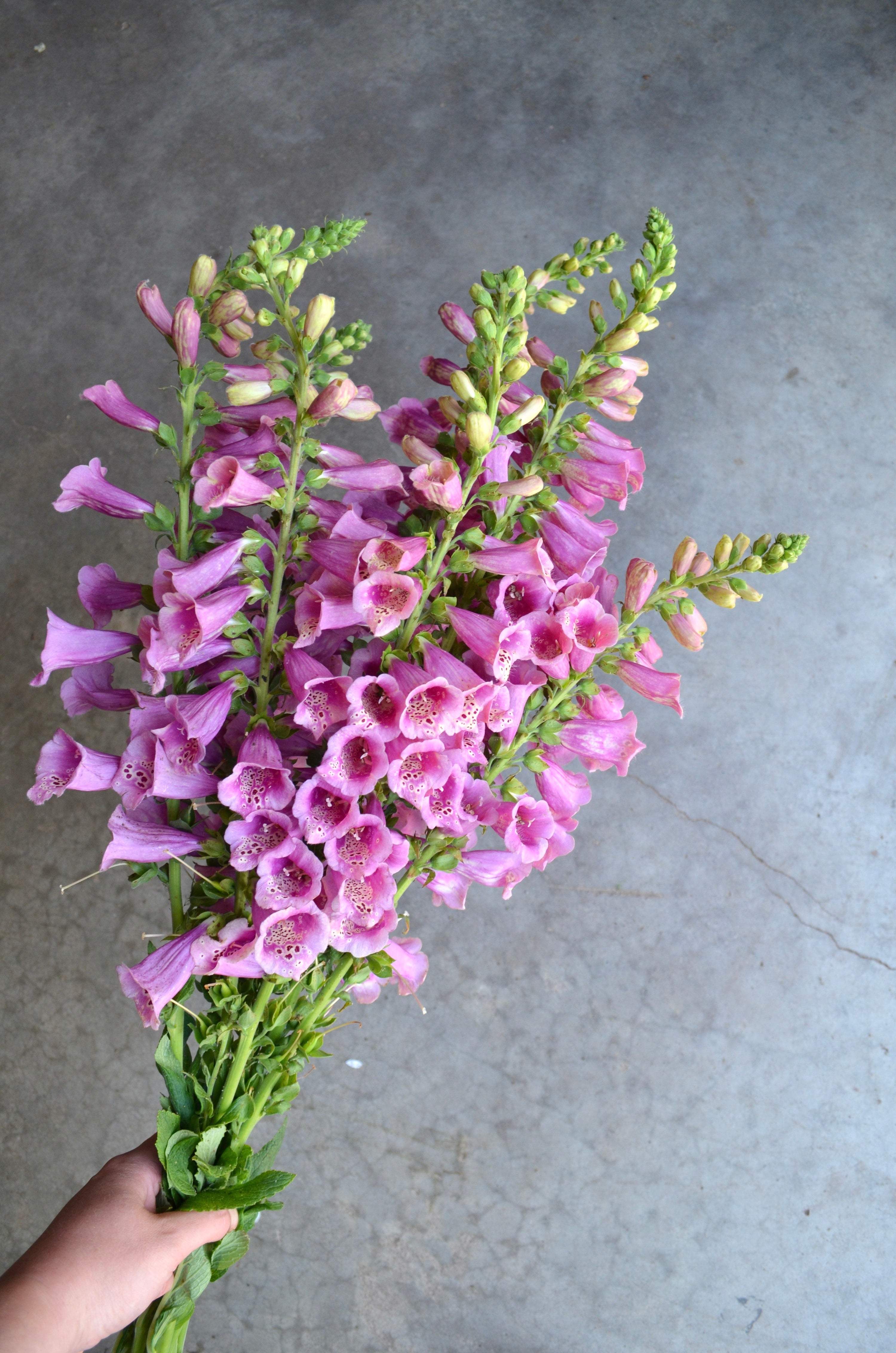 Digitalis 'Dalmation Rose' plugs