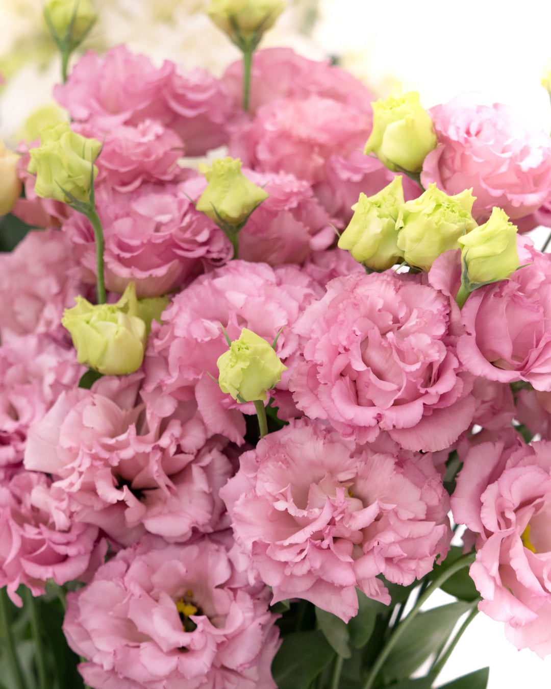 Lisianthus Celeb medonna plugs