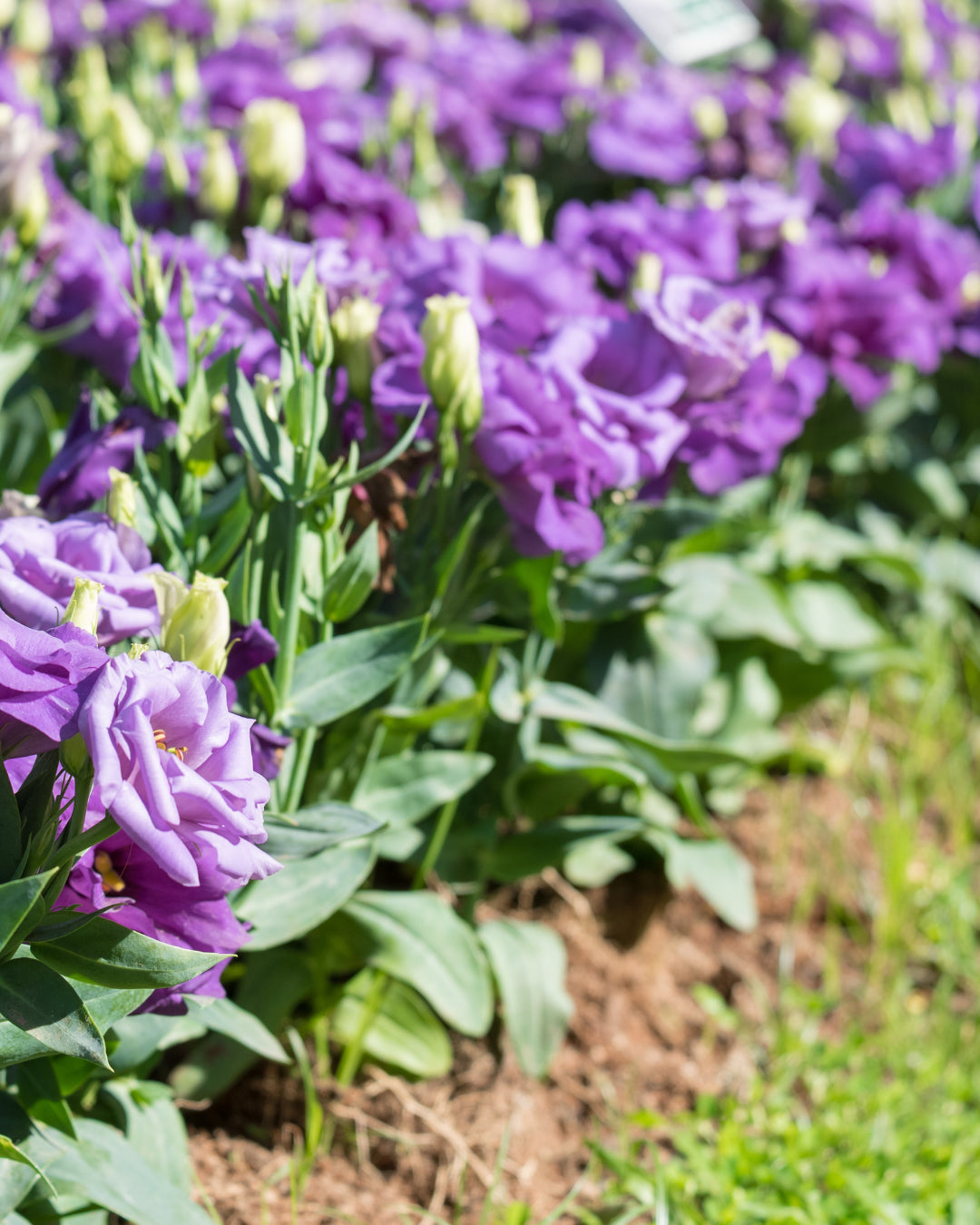 Julietta Blue Lisianthus