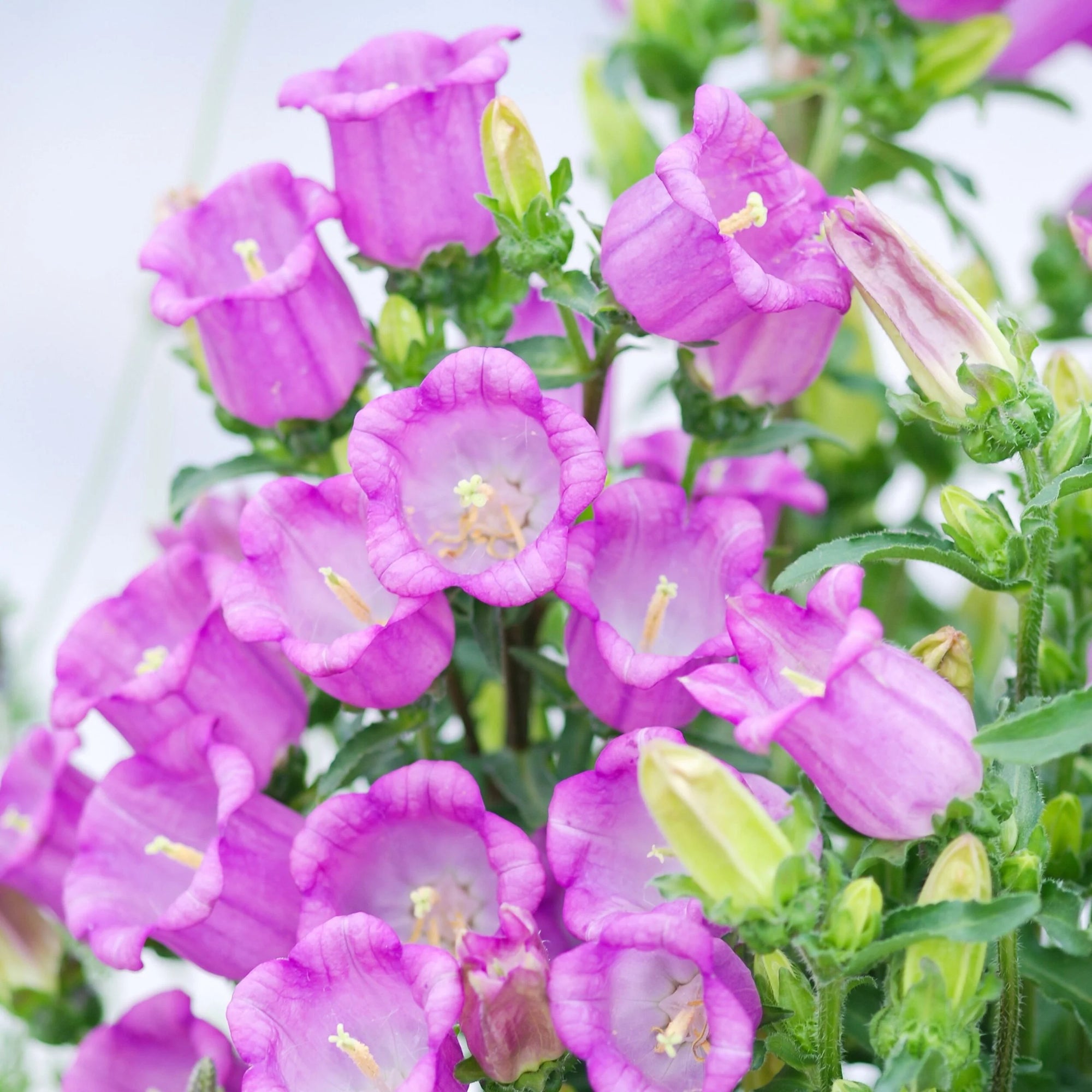 Campanula Campion II Lilac