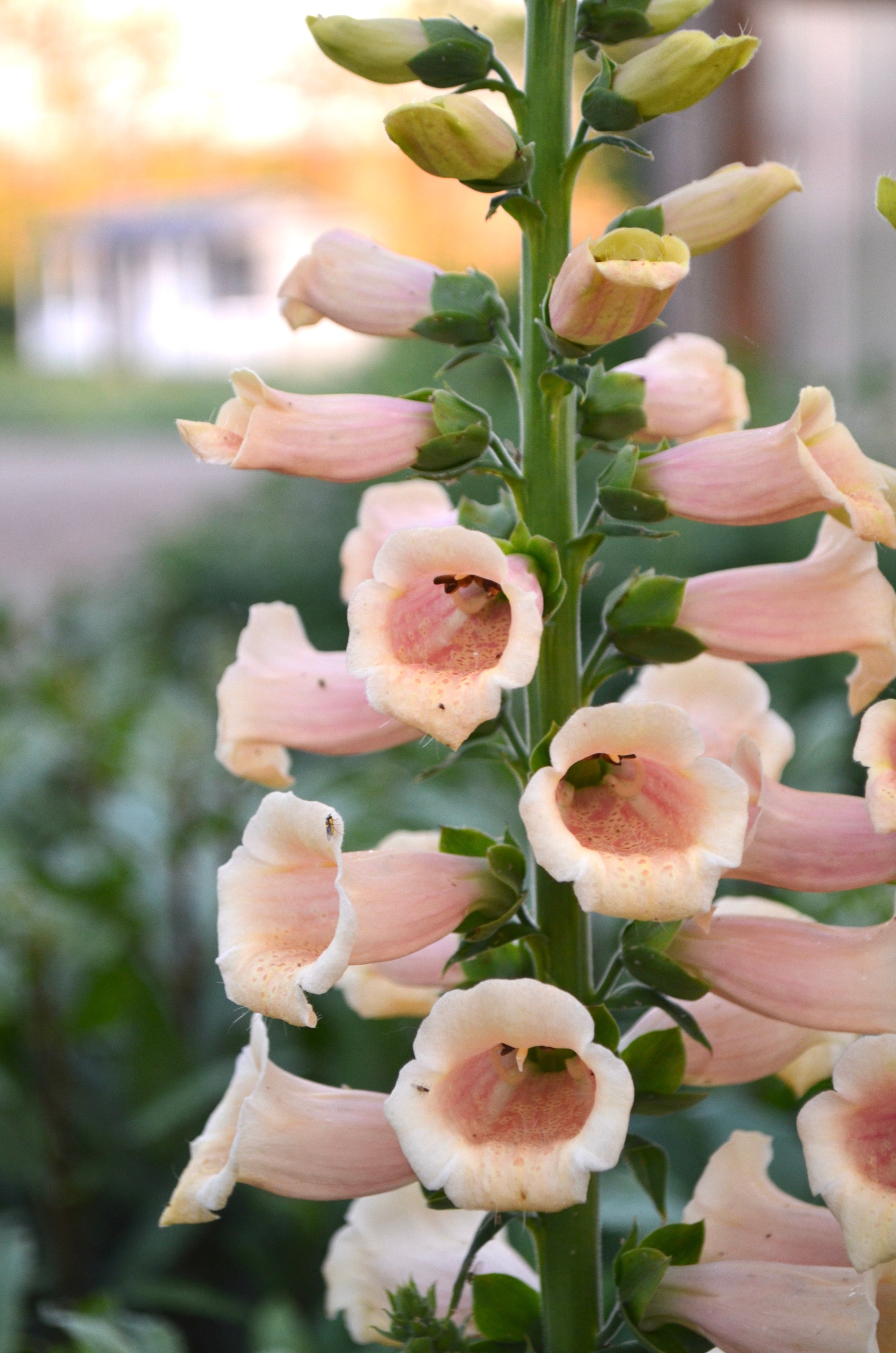 Digitalis 'Dalmation Peach' plugs
