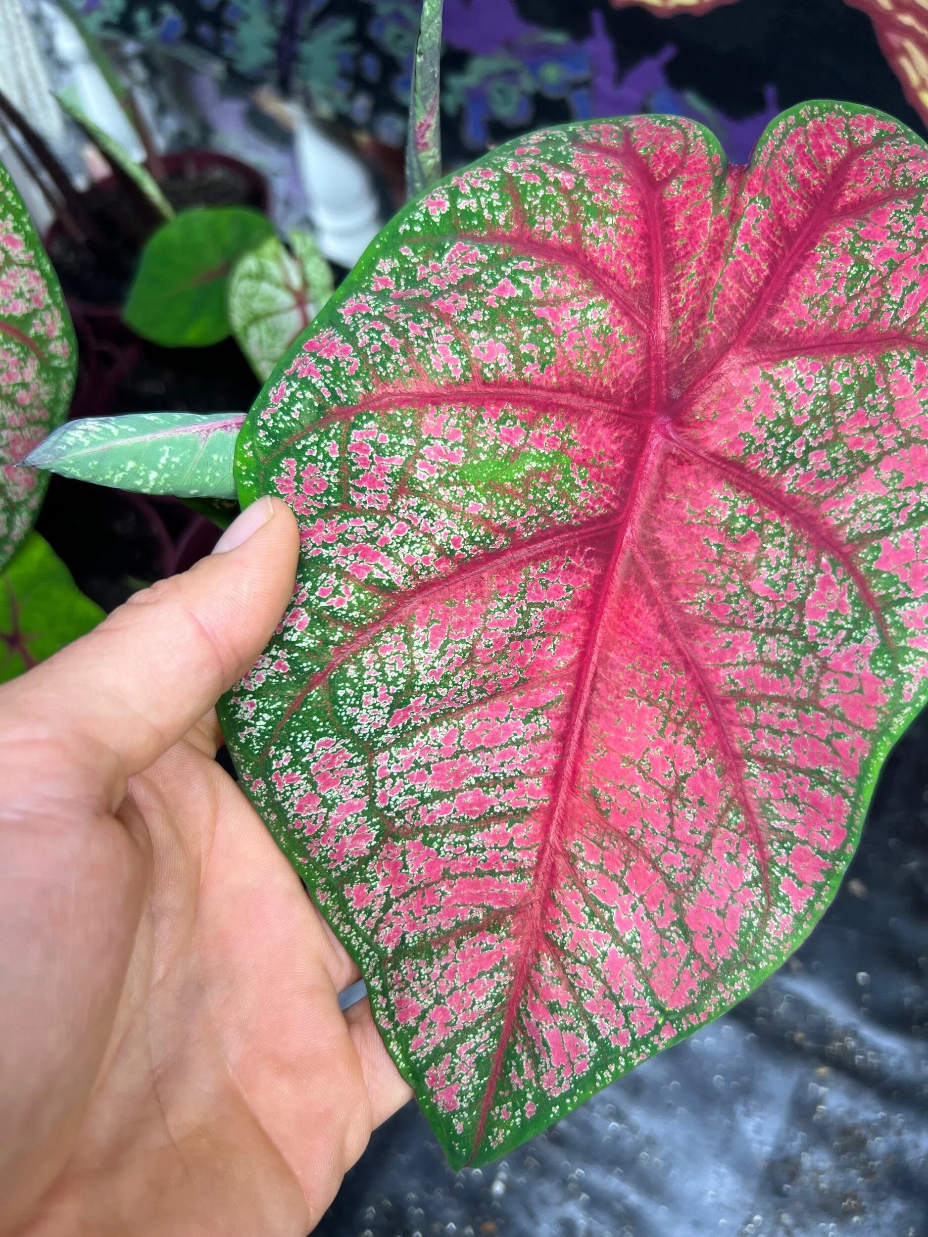 Red caladium