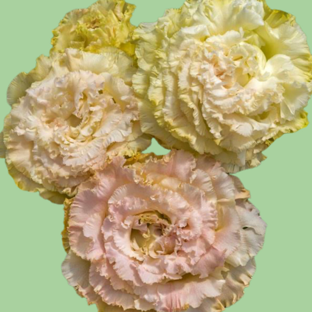 Voyage 2 champagne Lisianthus plugs