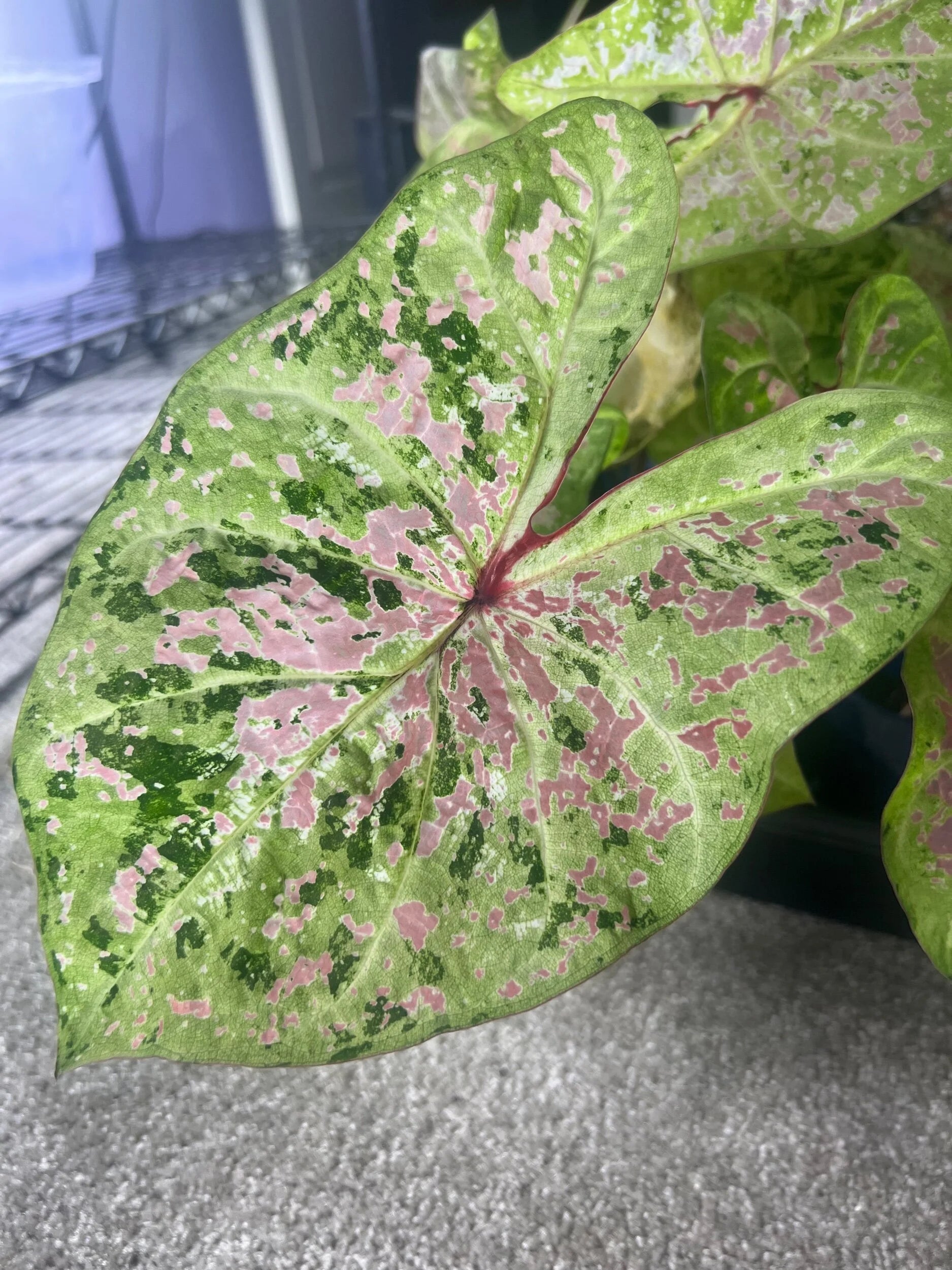 Seafoam pink caladium