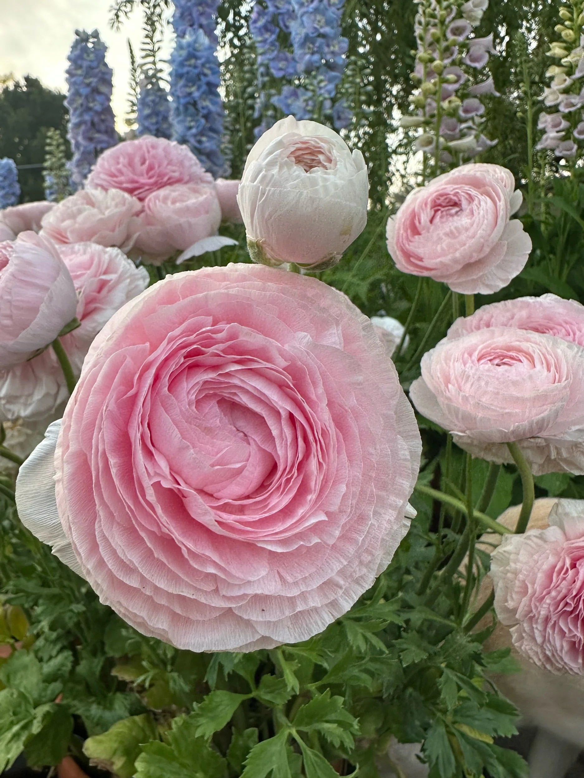 Ranunculus Chamallow