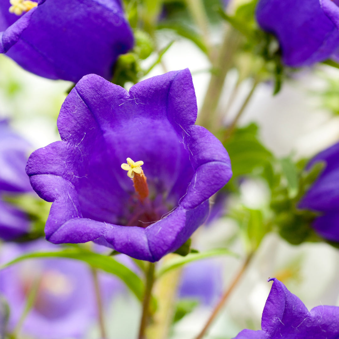 Campanula Campion II 'Deep Blue'