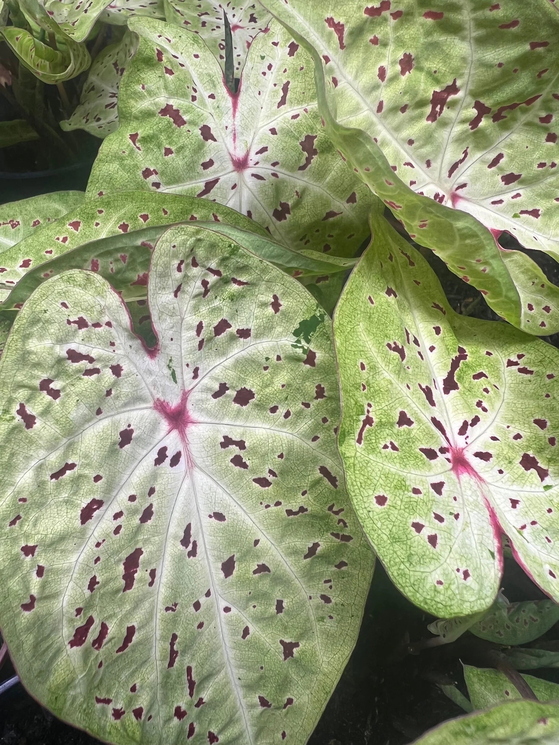 Caladium ‘miss muppet’