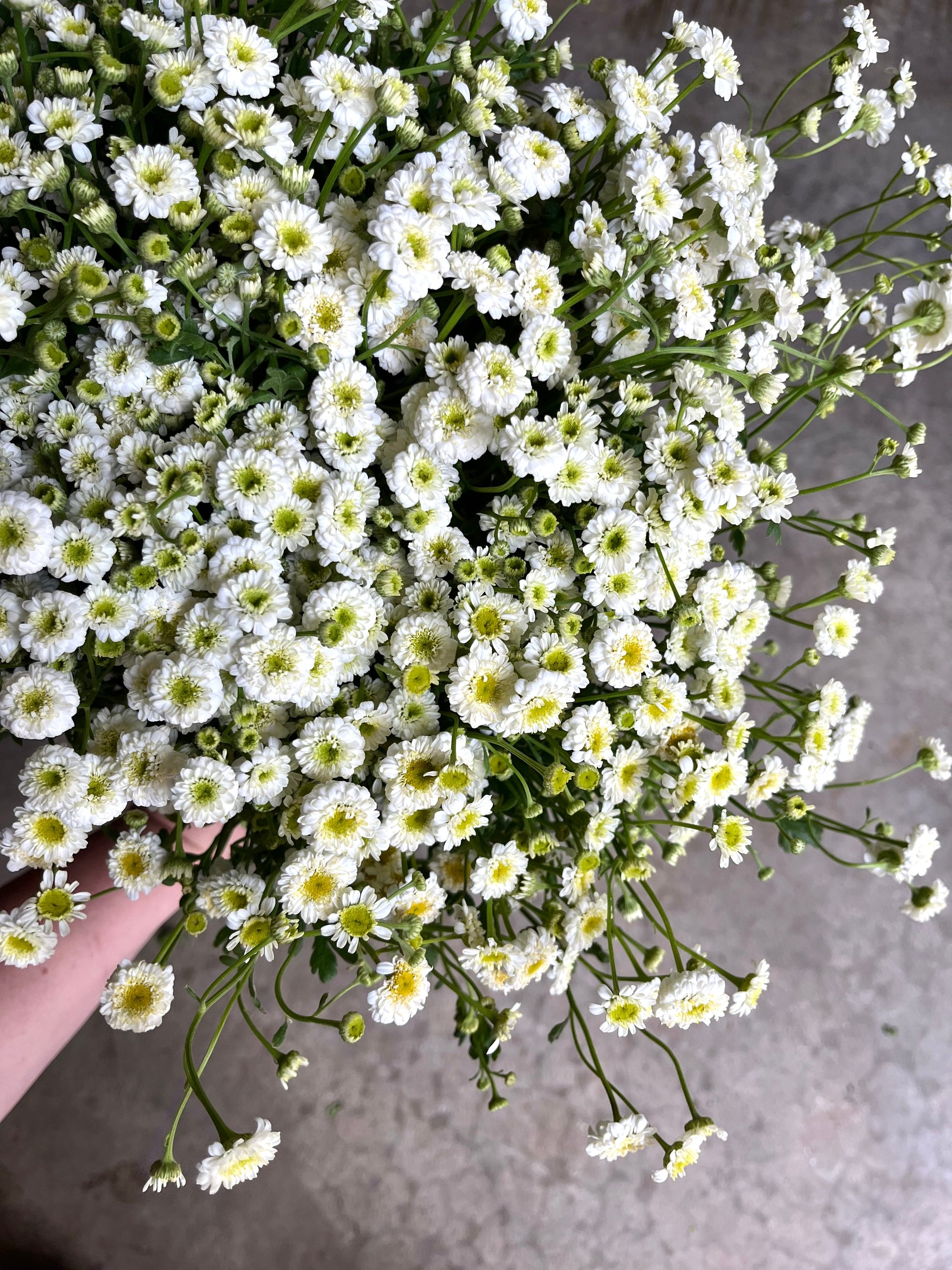 Feverfew 'Vegmo Snowball' plugs