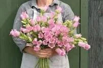 Campanula Champion II 'Pink'