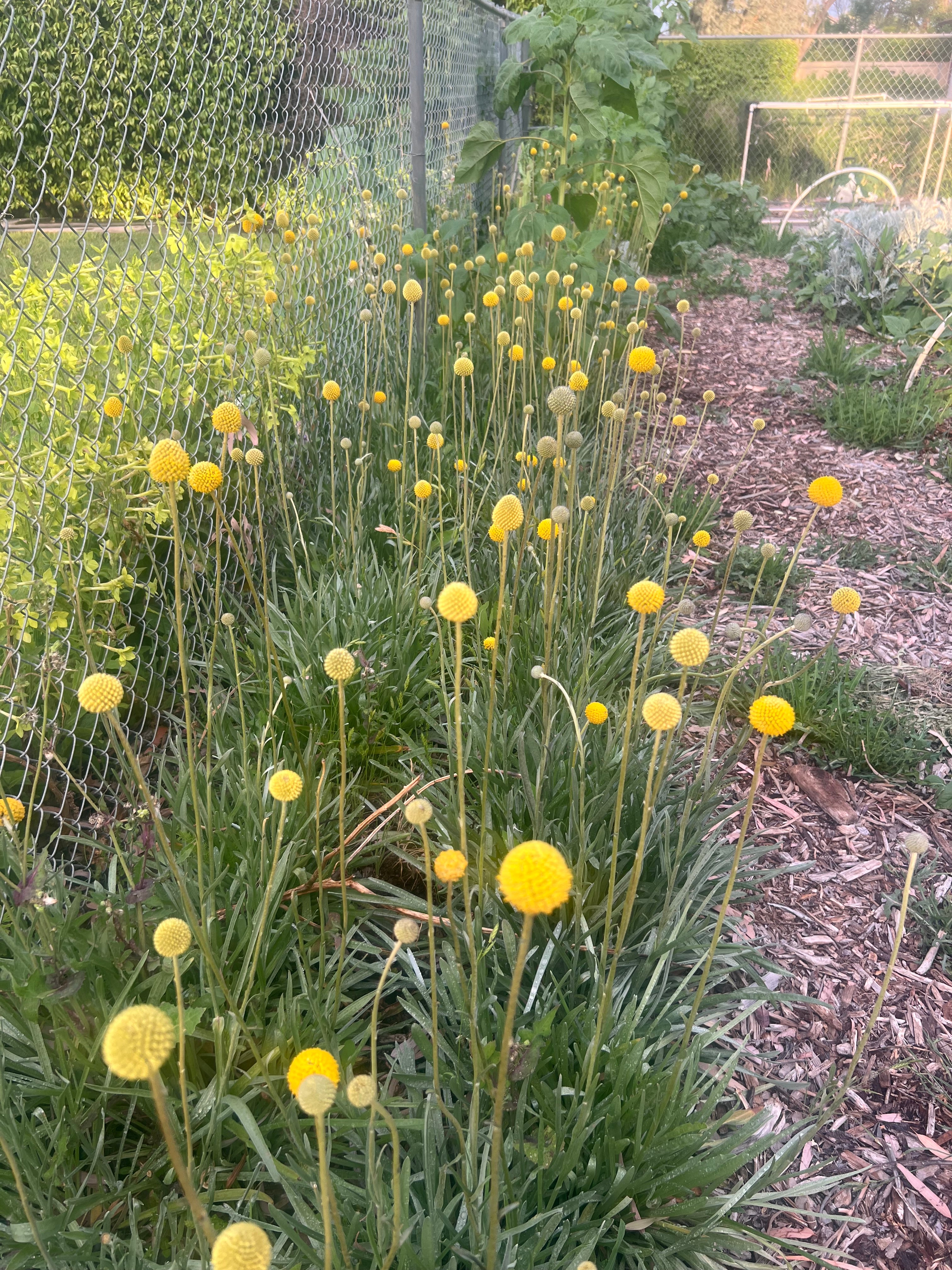 Craspedia – John's Plant Adventures