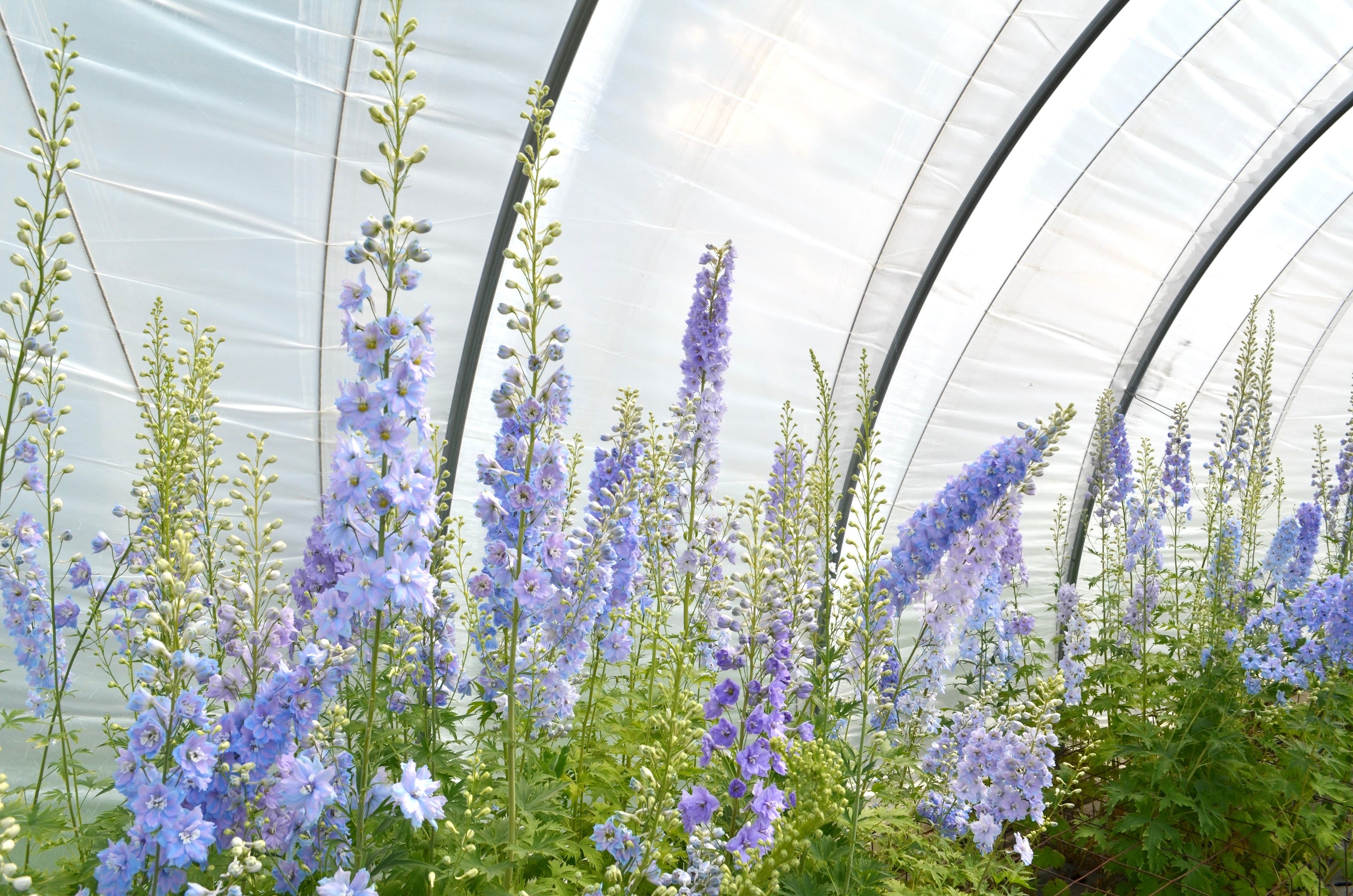 Delphinium 'Guardian Lavender' plugs