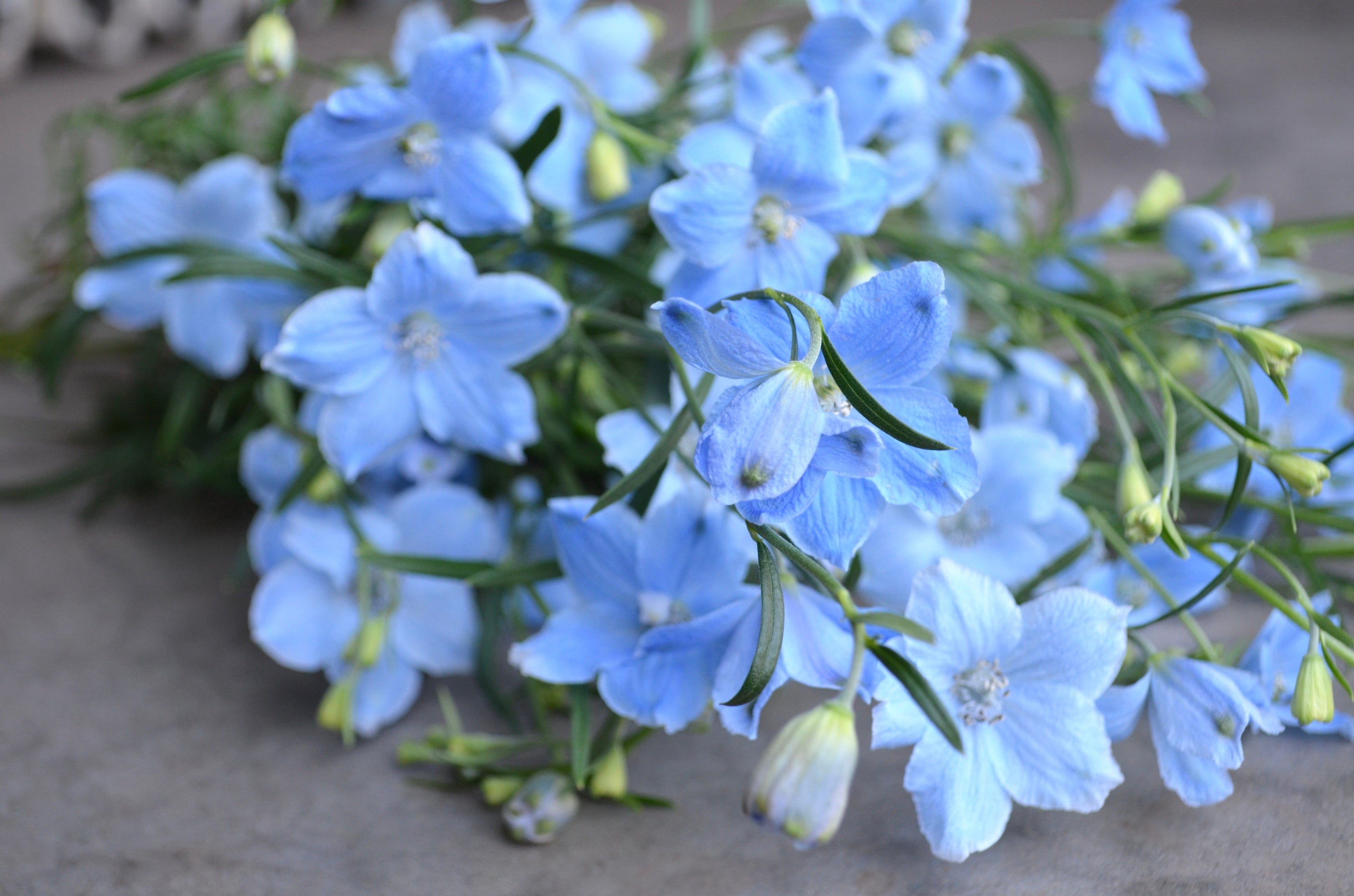 Delphinium 'Brezza Light Blue' plugs