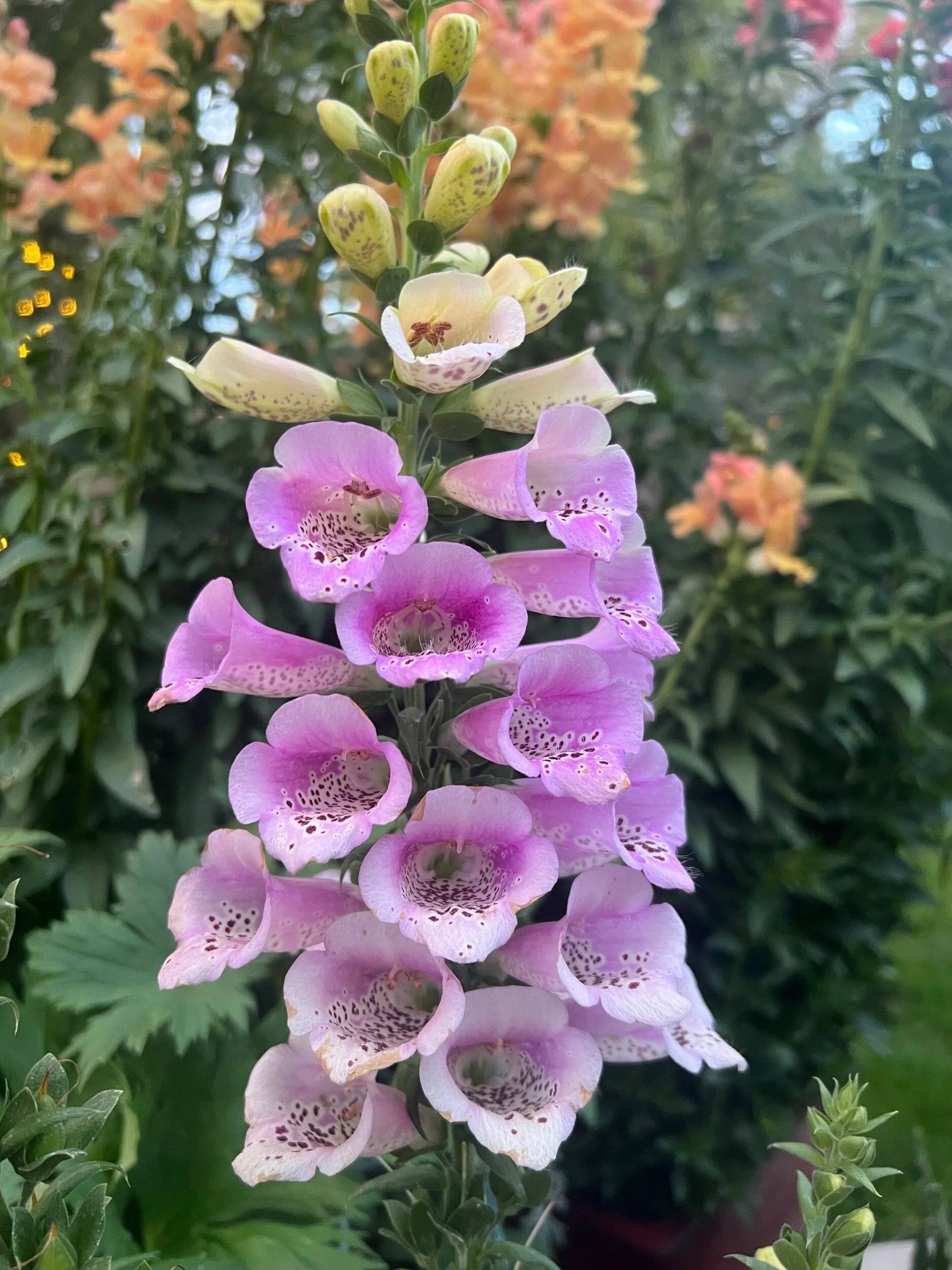 Foxglove Camelot Lavender