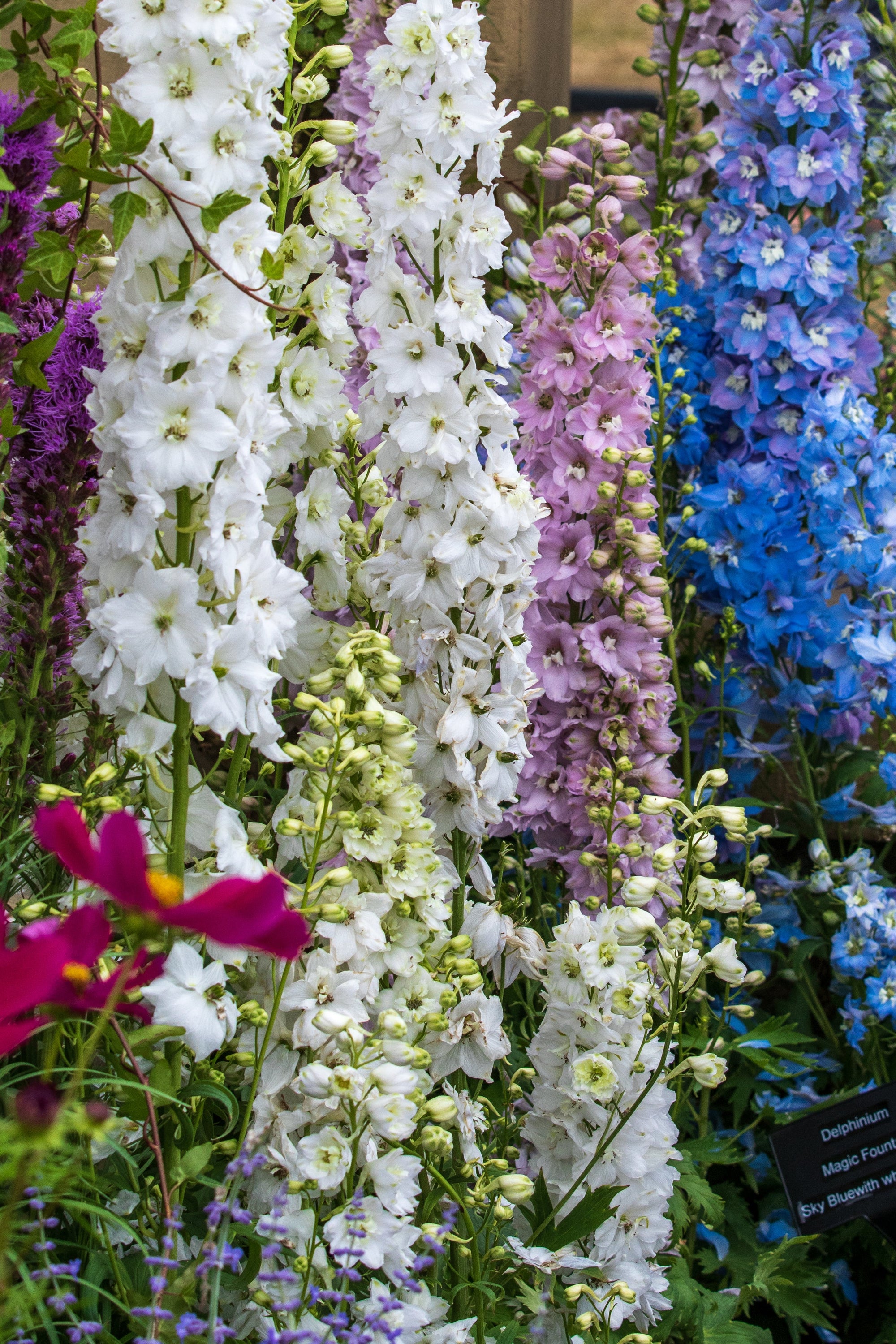 Delphinium 'Guardian Mix' plugs