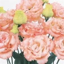 Voyage Apricot