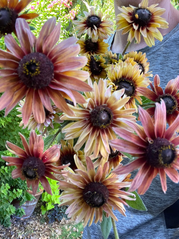 Rudbeckia Saharah seeds