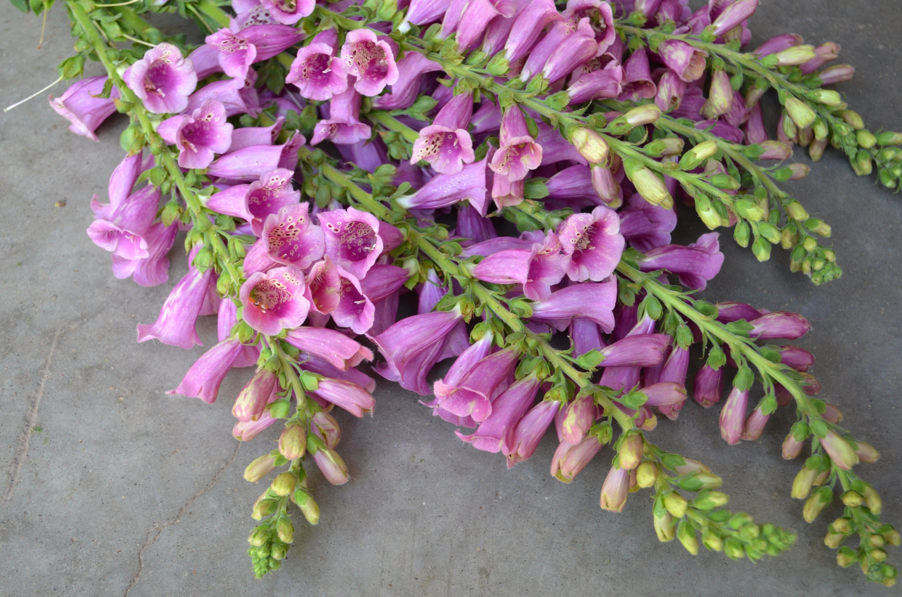 Digitalis 'Dalmation Rose' plugs