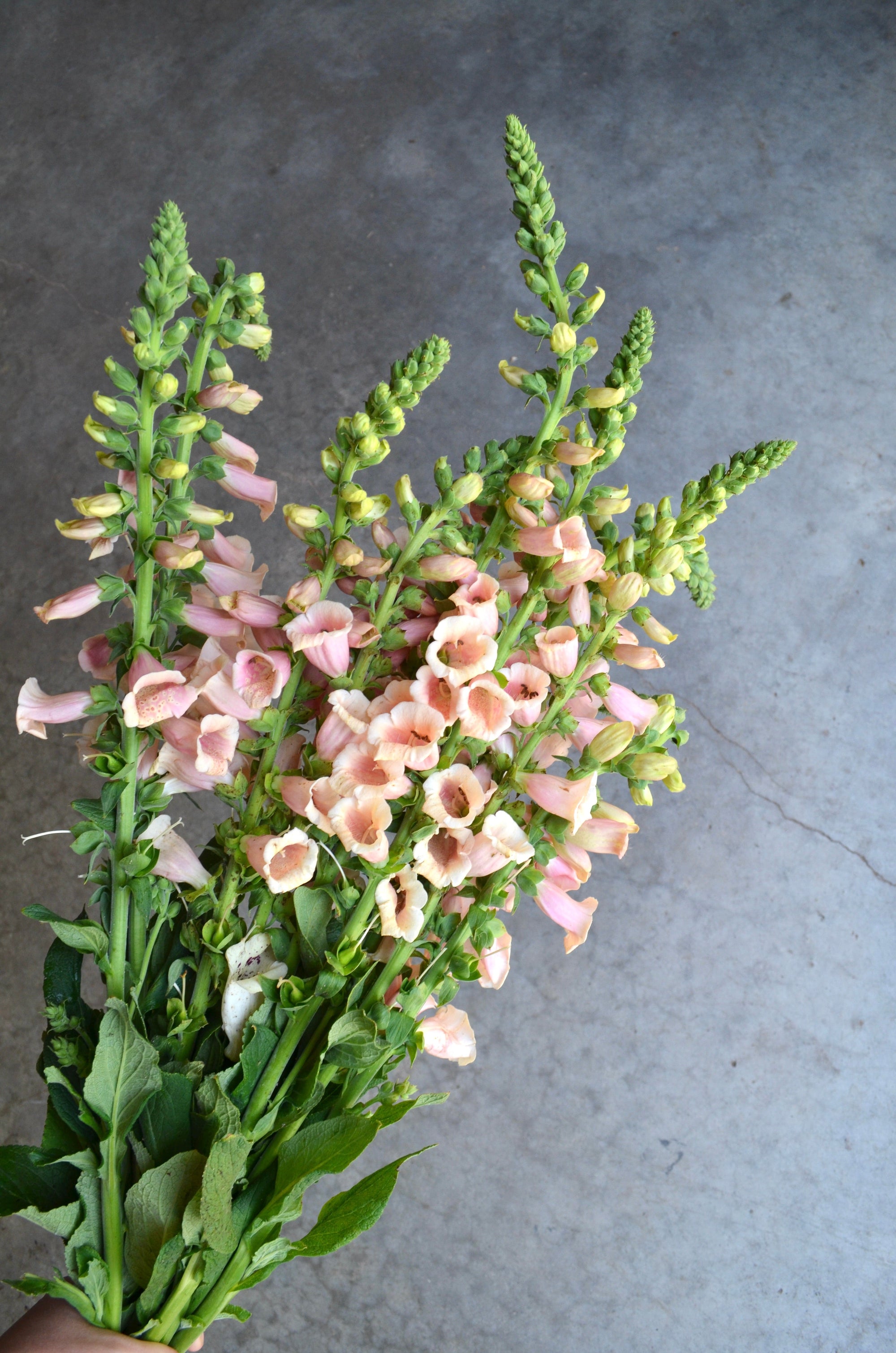Digitalis 'Dalmation Peach' plugs