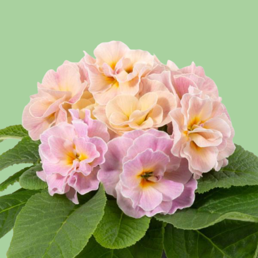 Champagne double primrose