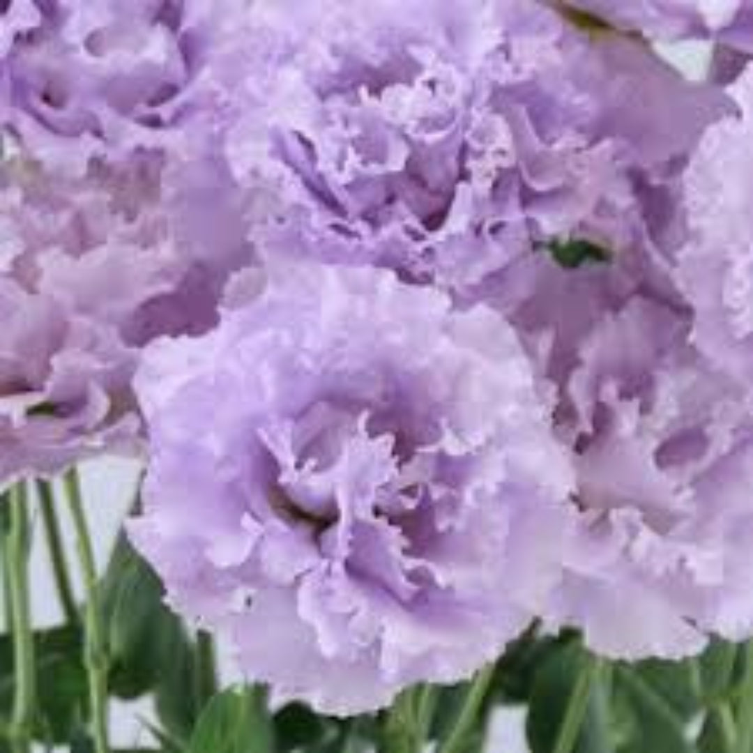 Lisianthus Celeb ‘Lavender’