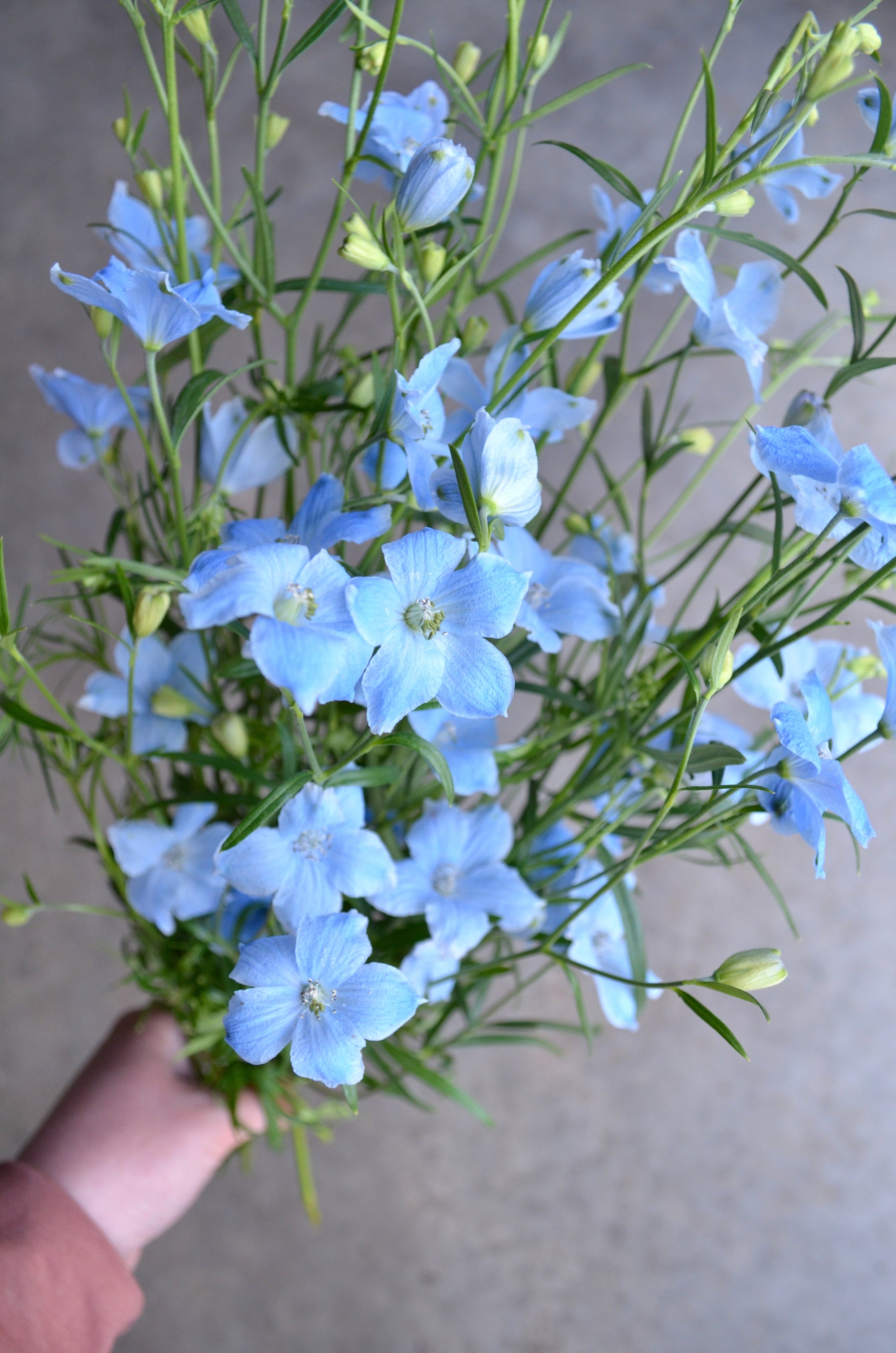 Delphinium 'Brezza Light Blue' plugs