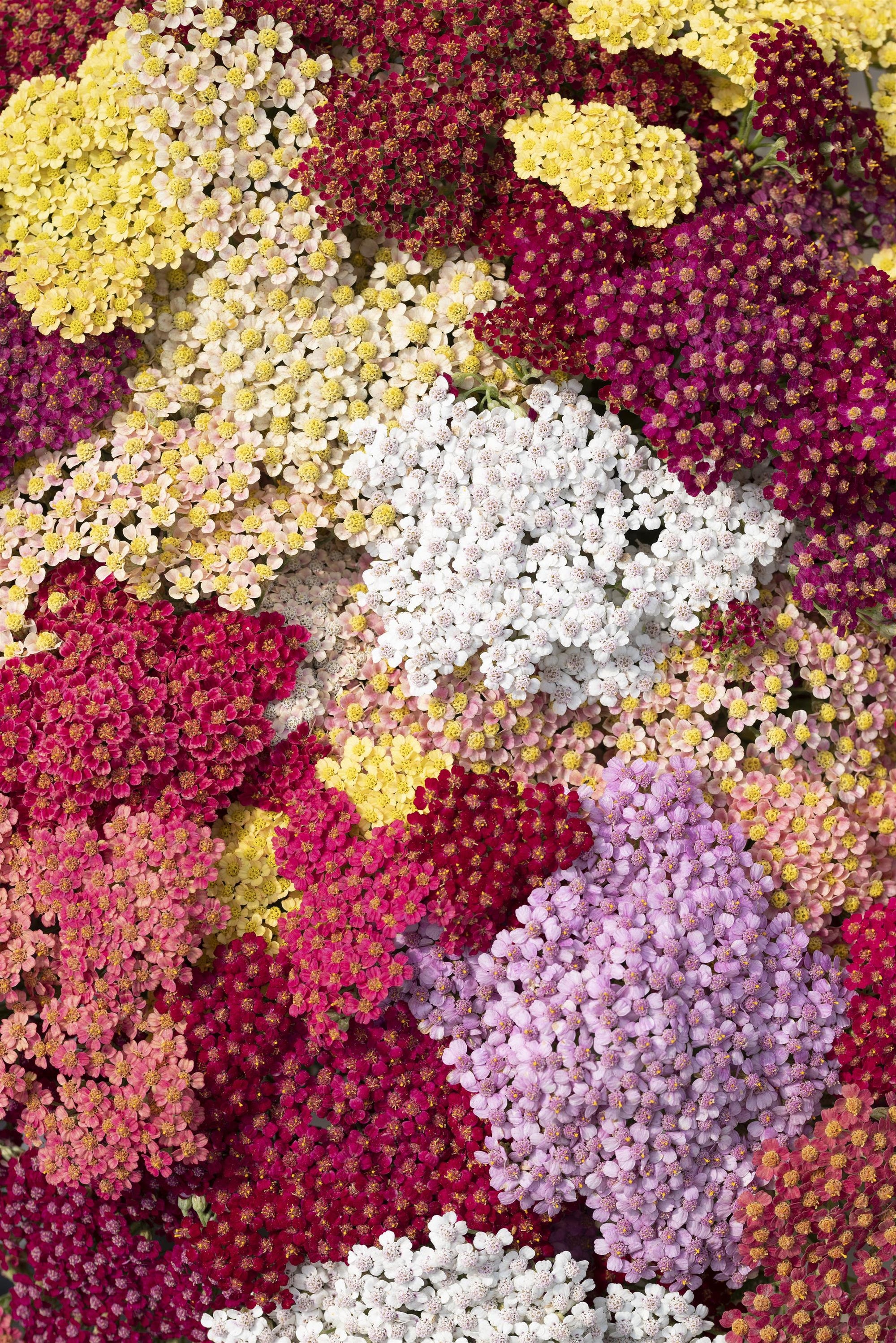 Yarrow 'Flowerburst Fruitbowl' plugs
